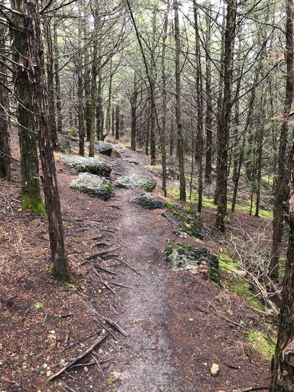 A winding dirt path traverses a forested area lined with tall, thin trees. The ground is covered with a mix of pine needles, small rocks, and exposed tree roots, while mossy boulders are scattered along the trail. The atmosphere is serene and slightly overcast, evoking a sense of tranquility in nature. Fancy Creek State Park mountain bike trail.