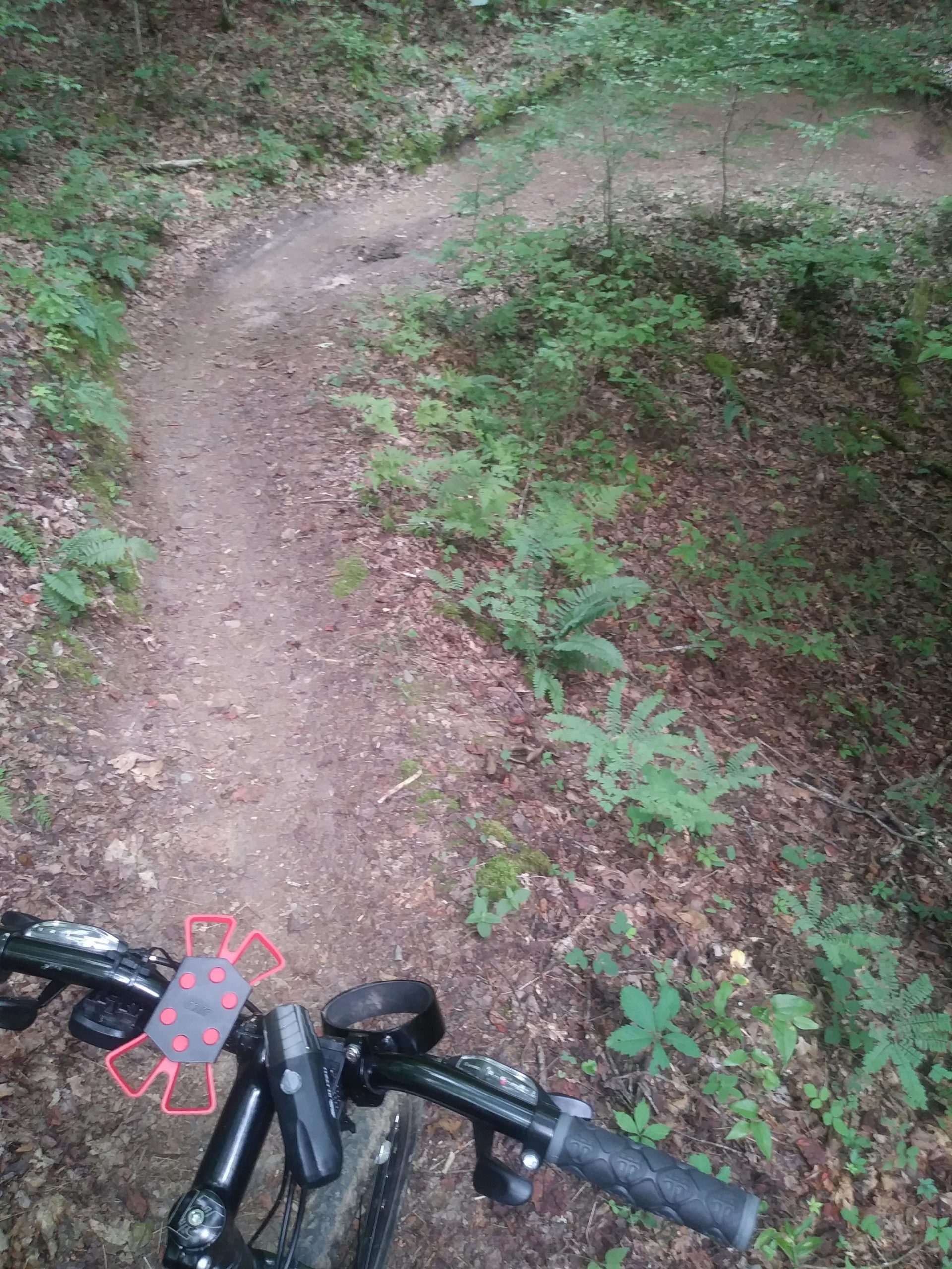 A close-up view of bicycle handlebars positioned above a winding dirt trail surrounded by lush green foliage and scattered leaves. The trail curves gently to the right, inviting exploration in a natural woodland setting. Tsali Left Loop mountain bike trail.