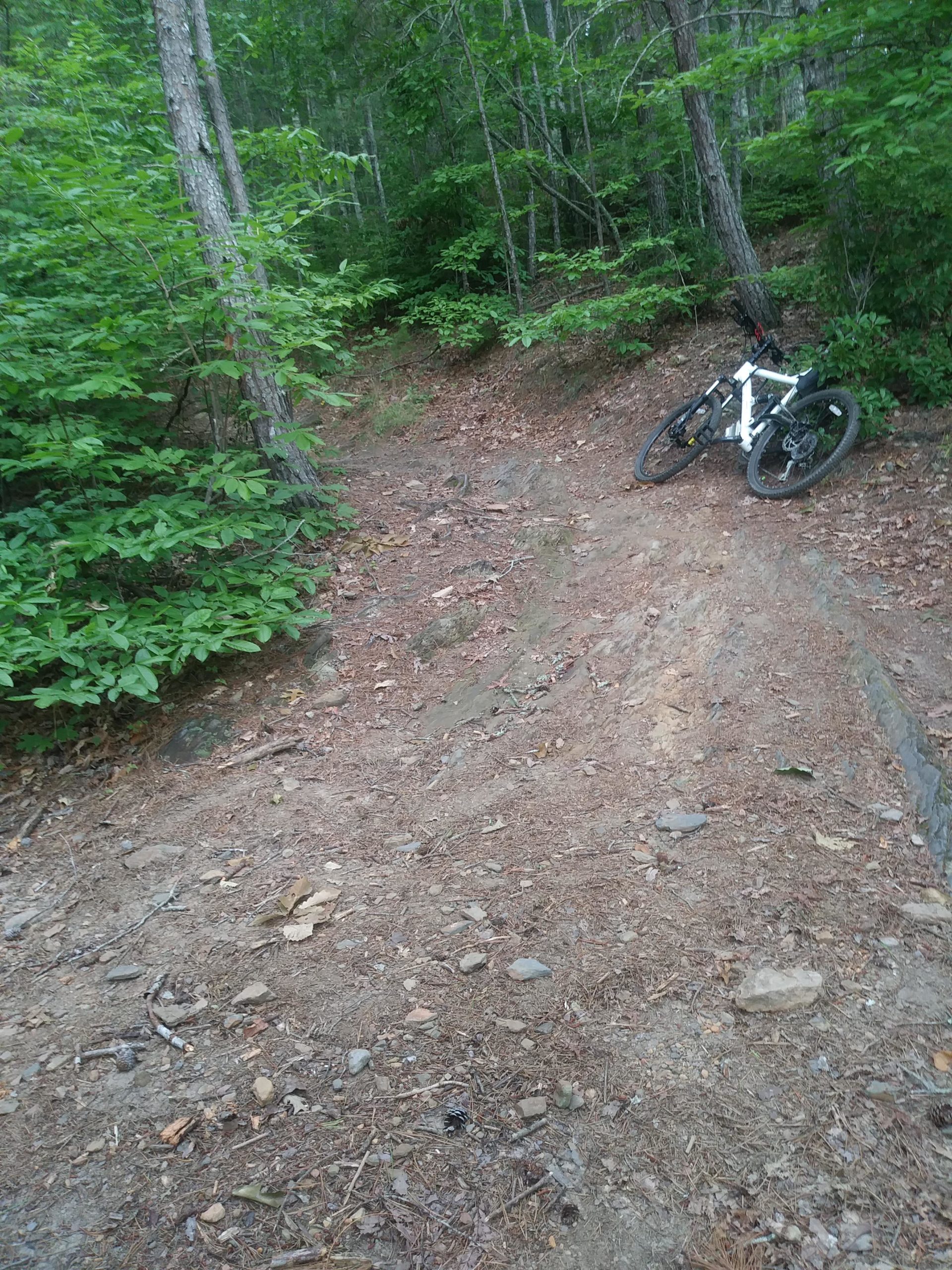A white mountain bike resting on a dirt trail surrounded by lush green foliage and trees, indicating a forested area suitable for biking. The path is slightly inclined and covered with leaves and small rocks. Tsali Right Loop mountain bike trail.