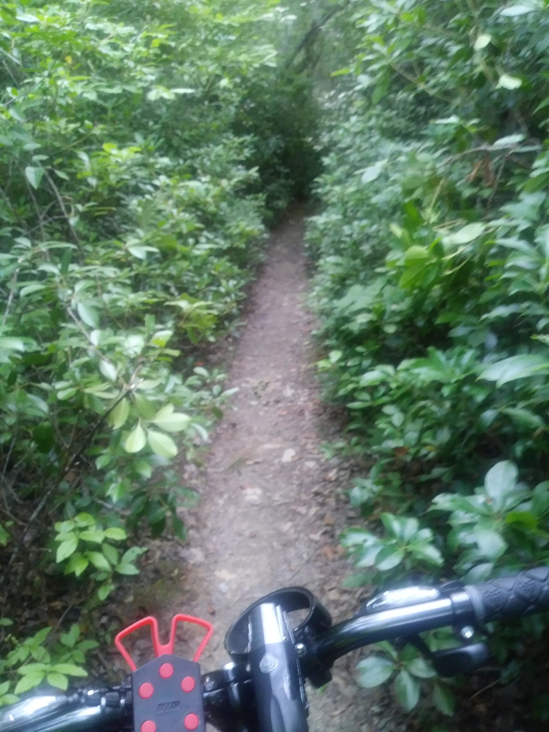 A close-up view of a bicycle handlebar with a red attachment, overlooking a narrow, winding dirt path surrounded by dense greenery on both sides. Tsali Left Loop mountain bike trail.