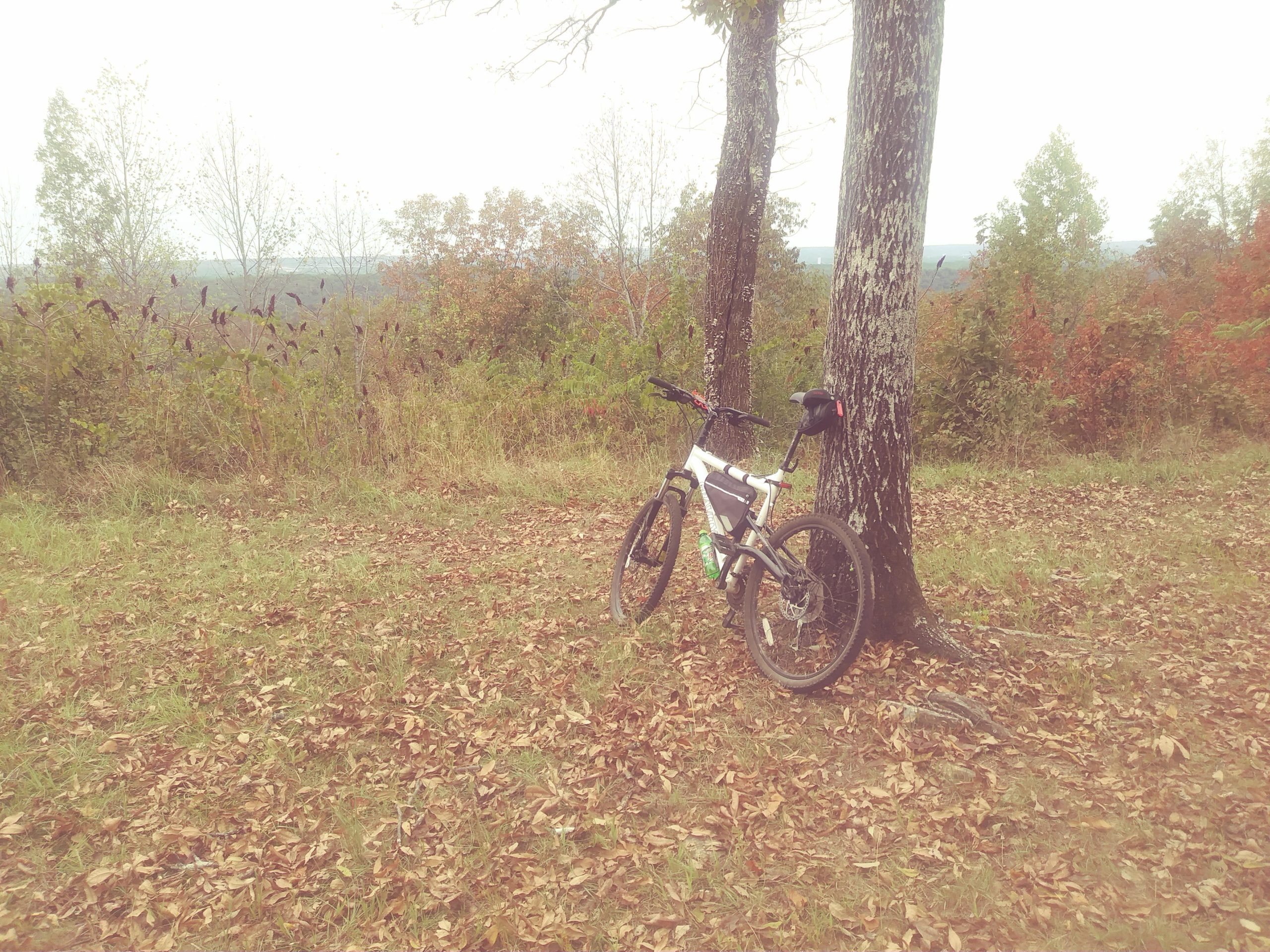 A mountain bike leaning against a tree in a scenic outdoor setting, surrounded by fallen leaves and autumn foliage in the background. Oak Mountain State Park mountain bike trail.