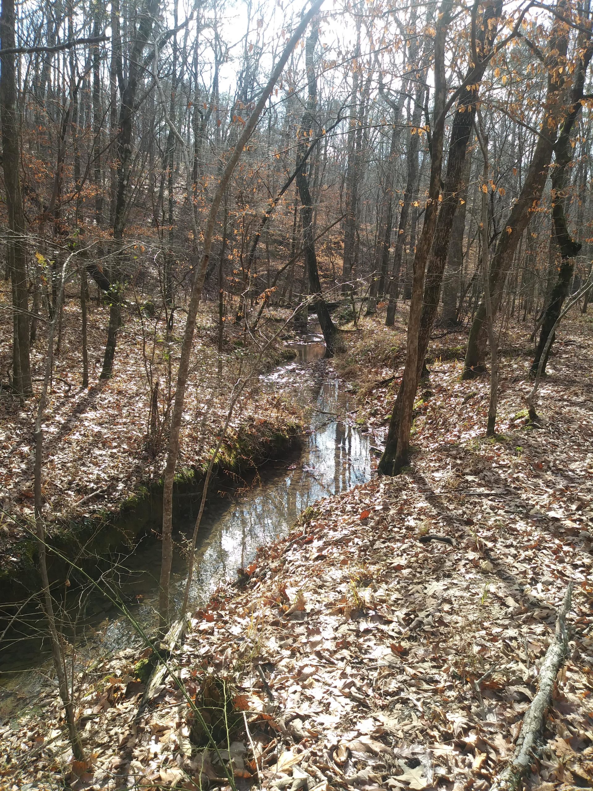 A sunlit forest scene featuring a narrow, winding creek surrounded by trees with bare branches and autumn leaves scattered on the ground. The water reflects the surrounding trees and sky, creating a tranquil atmosphere. Oak Mountain State Park Bump Trail mountain bike trail.