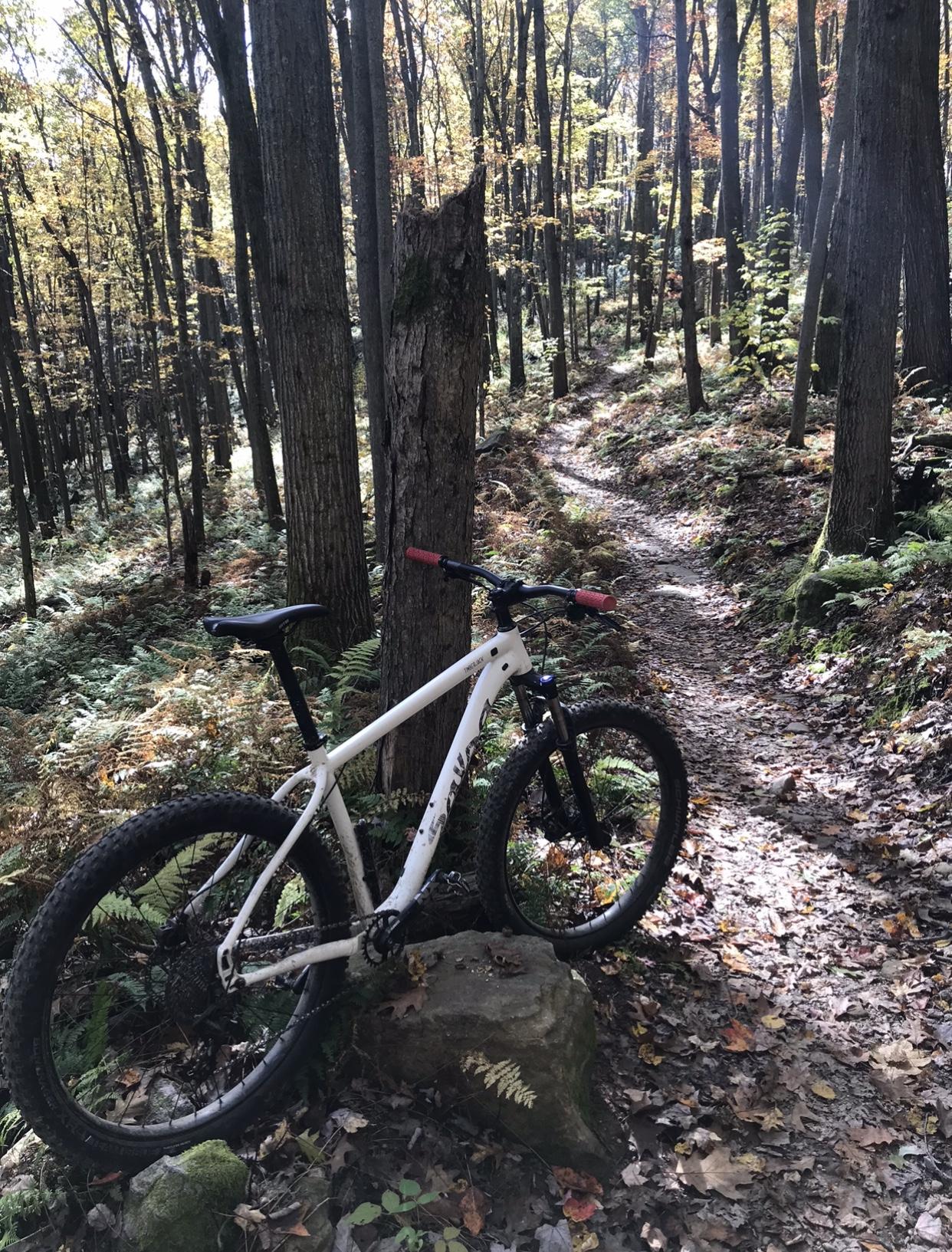 Salsa Timberjack: A mountain bike resting on a rock beside a winding dirt path through a dense forest. Tall trees with autumn foliage surround the area, and patches of sunlight filter through the leaves, illuminating the forest floor covered in fallen leaves and ferns.