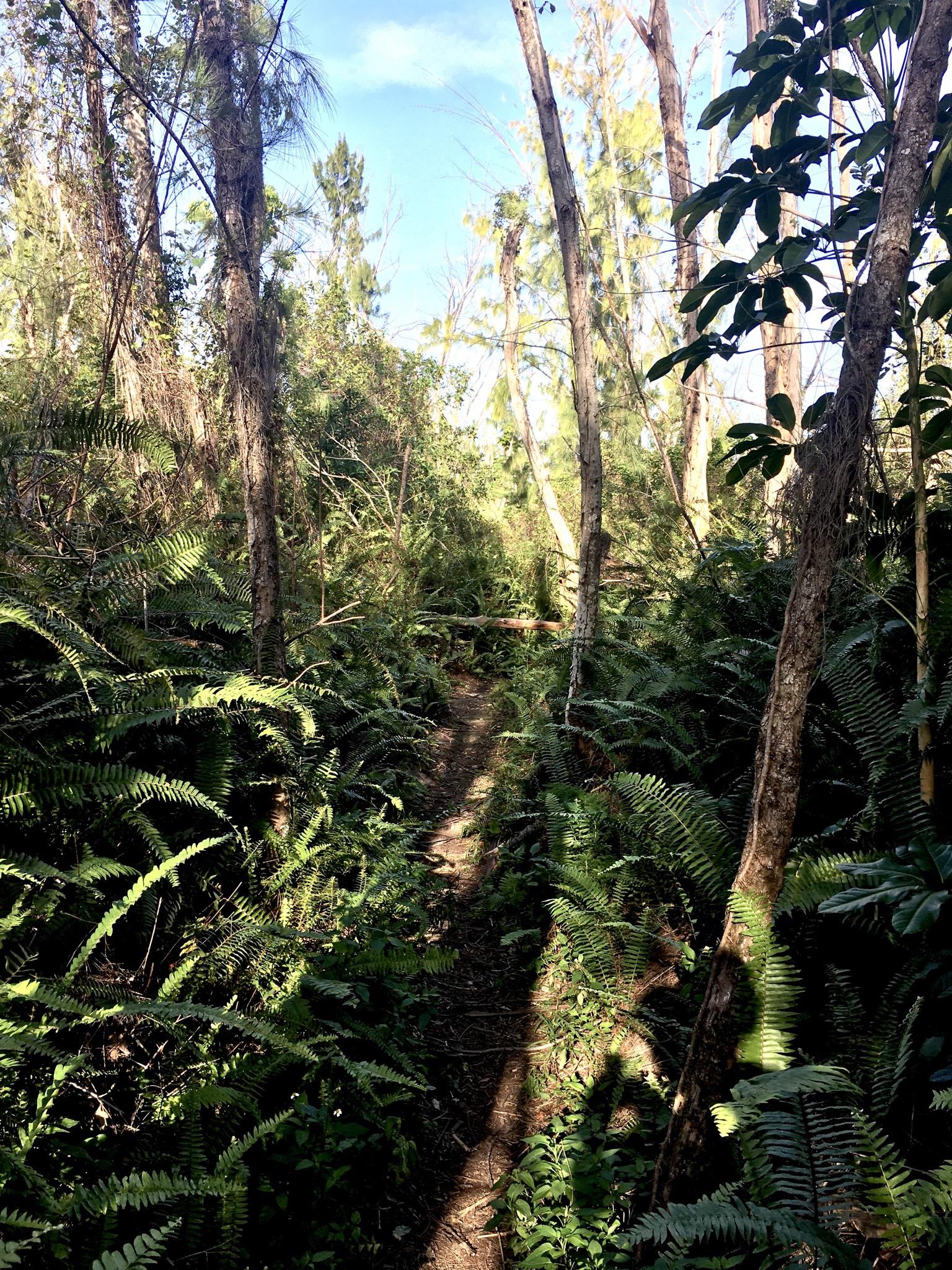 A narrow dirt path winding through a dense forest filled with tall trees and lush green ferns, with sunlight filtering through the canopy above and creating dappled shadows on the ground. Oleta River State Park mountain bike trail.