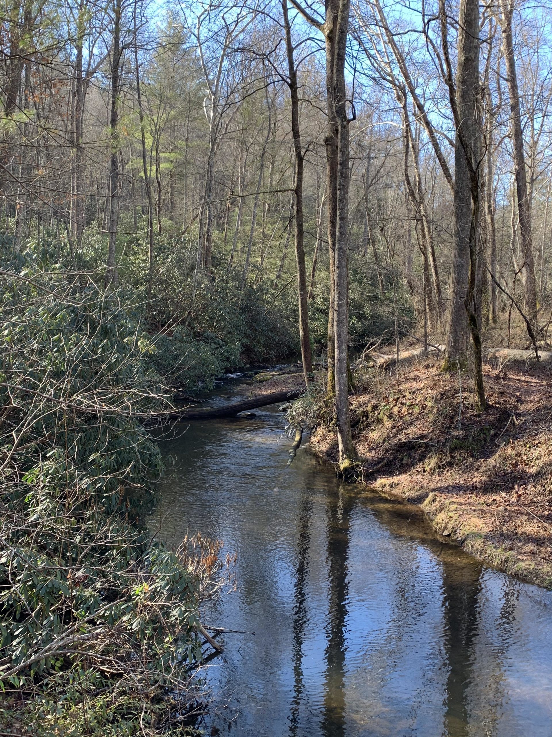 A tranquil scene of a winding stream surrounded by trees and shrubs. The water reflects the clear blue sky and the outlines of the trees, which are mostly bare, indicating a late winter or early spring setting. A log lies across the stream, contributing to the natural beauty of the landscape. Hardtimes Connector / 661 mountain bike trail.