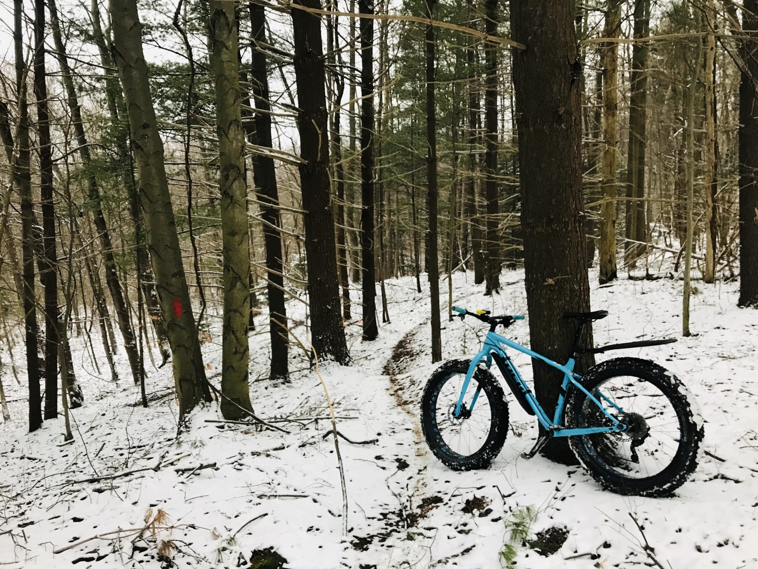Trek farley 5: A blue fat bike leaning against a tree on a snowy forest trail, surrounded by tall trees and a winter landscape. A faint trail can be seen winding through the snow-covered ground.