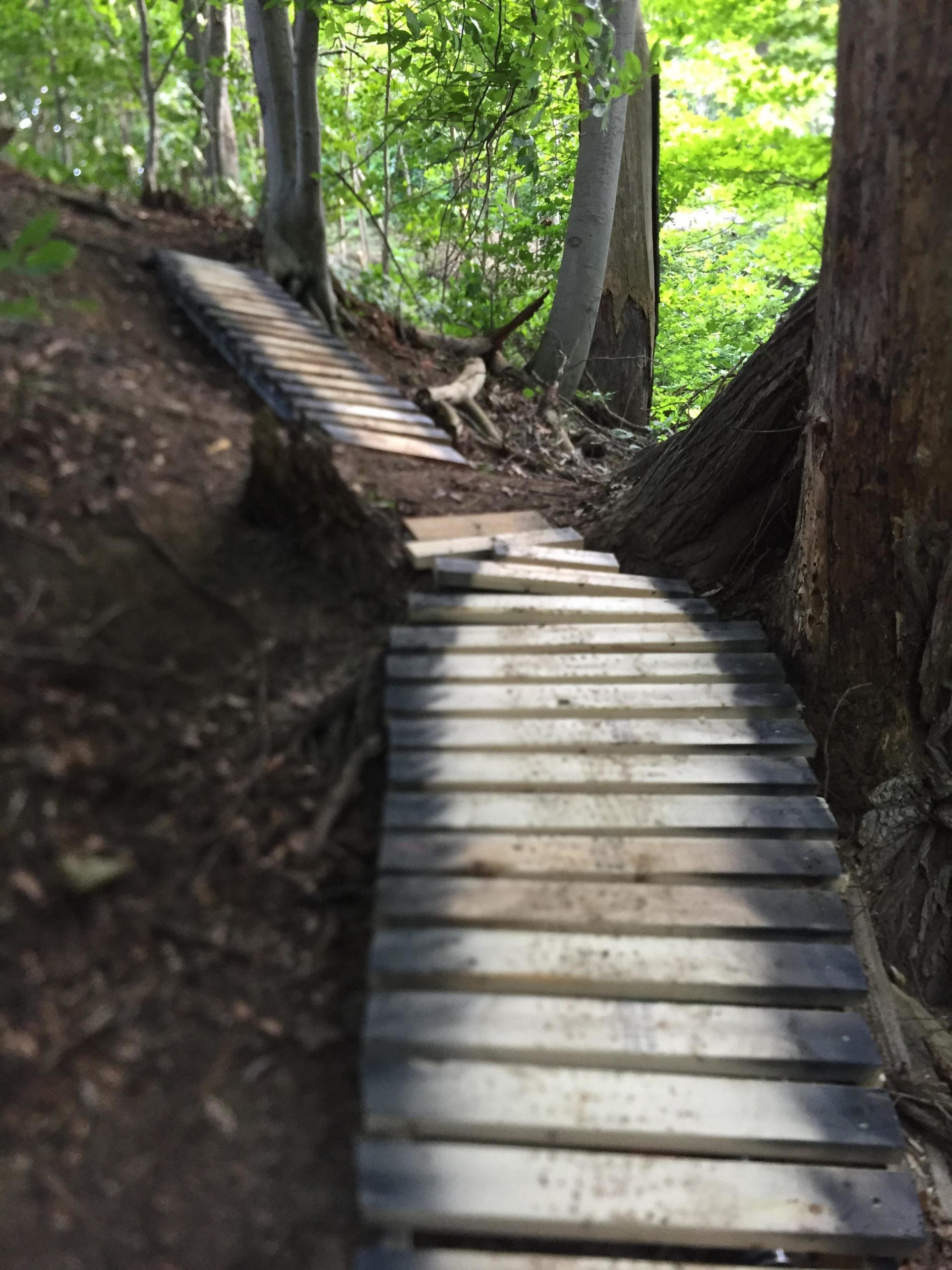 A narrow wooden bridge made of planks, extending through a lush green forest. The bridge is situated on a gentle slope, surrounded by trees and foliage. Sunlight filters through the leaves, creating dappled light on the ground. The pathway appears well-used, indicating it is a part of a hiking trail. Swance Drain mountain bike trail.