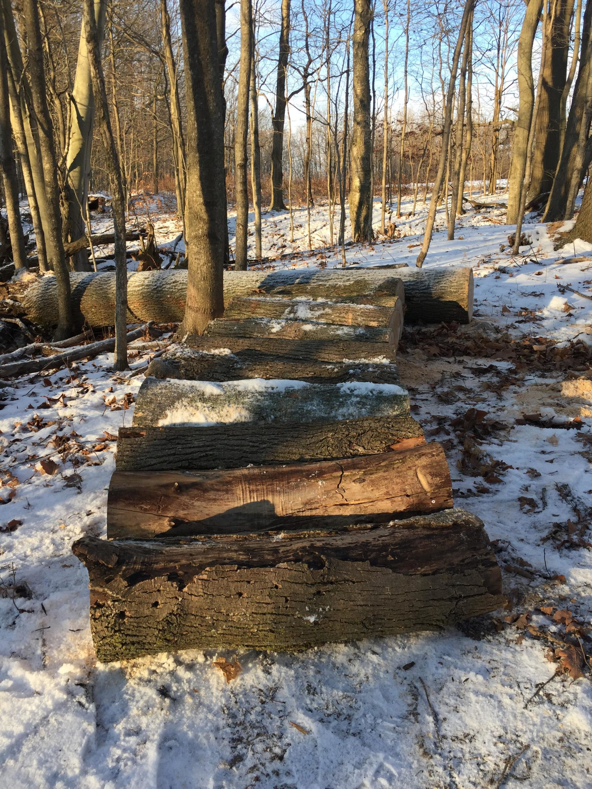 A partially snow-covered log pile surrounded by trees in a winter forest setting, with fallen leaves scattered on the ground. The scene is illuminated by sunlight filtering through the branches. Swance Drain mountain bike trail.