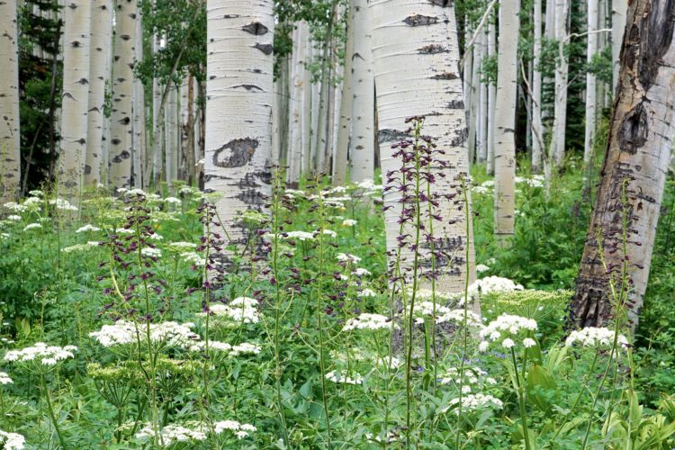 A serene forest scene featuring tall, white-barked aspen trees surrounded by lush greenery and blooming wildflowers. The foreground shows clusters of white flowers along with purple-flowered plants, creating a vibrant and peaceful natural landscape.