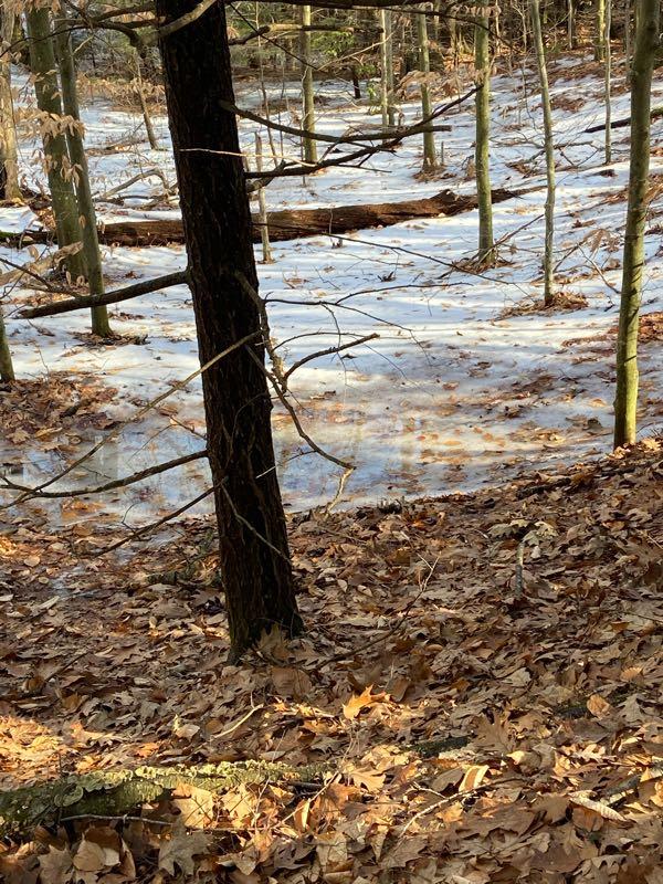 A tranquil forest scene featuring a mix of leaf-covered ground and patches of ice. In the foreground, a dark tree trunk stands tall among scattered dried leaves. In the background, a layer of ice glistens under the sunlight, with bare trees and a fallen log visible. The overall atmosphere is calm and reflective of late autumn or early winter conditions. Nassahegan State Forest mountain bike trail.