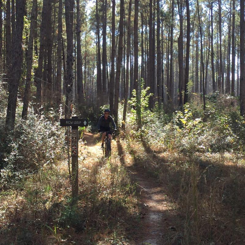 A person riding a mountain bike on a winding dirt path through a forest of tall pine trees, with a sign for the "RCW Loop" visible on the side. Sunlight filters through the trees, creating a dappled light effect on the ground. Double Lakes Trail mountain bike trail.