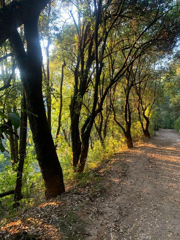 A tranquil forest pathway lined with slender trees, bathed in soft, golden sunlight. The ground is a mixture of dirt and scattered dry leaves, creating a serene atmosphere surrounded by greenery. Desierto De Los Leones mountain bike trail.