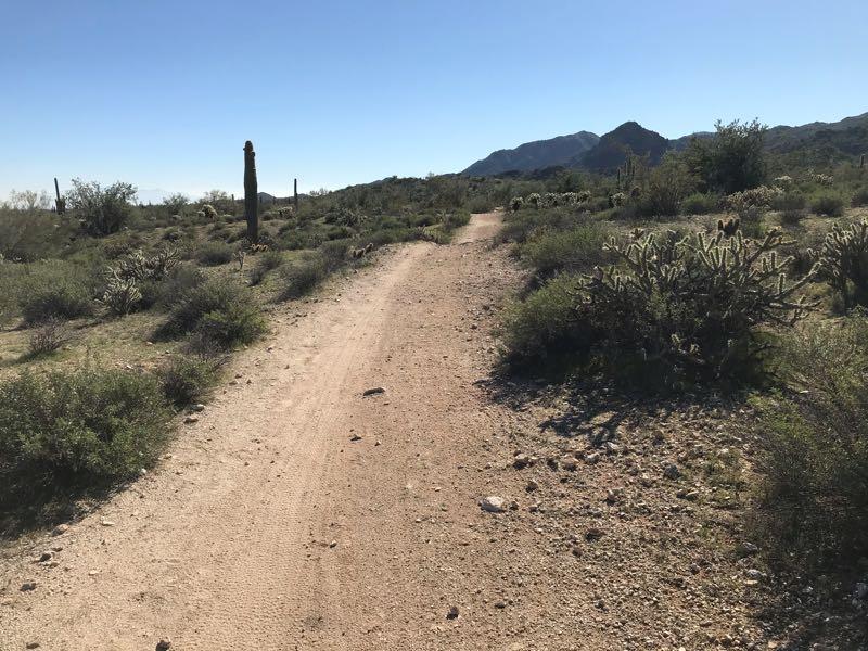 A dirt pathway winding through a desert landscape, surrounded by various shrubs and cacti, with mountains in the background under a clear blue sky. White Tanks Regional Park Trails mountain bike trail.