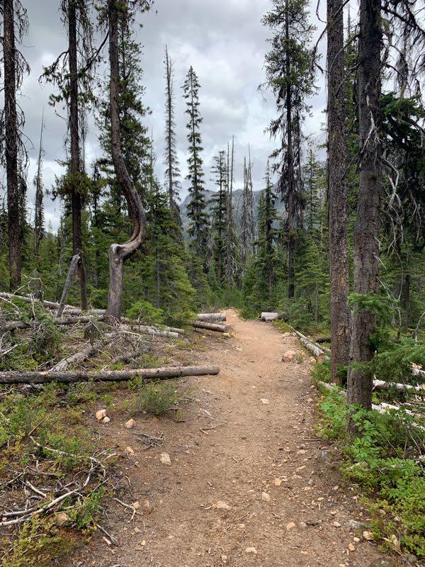 A narrow dirt path winds through a dense forest, lined with tall evergreen trees. Some trees have fallen and lie on the ground, while others tower above against a cloudy sky. The scene captures the natural beauty of a wooded area, inviting exploration. Cutthroat Trail mountain bike trail.
