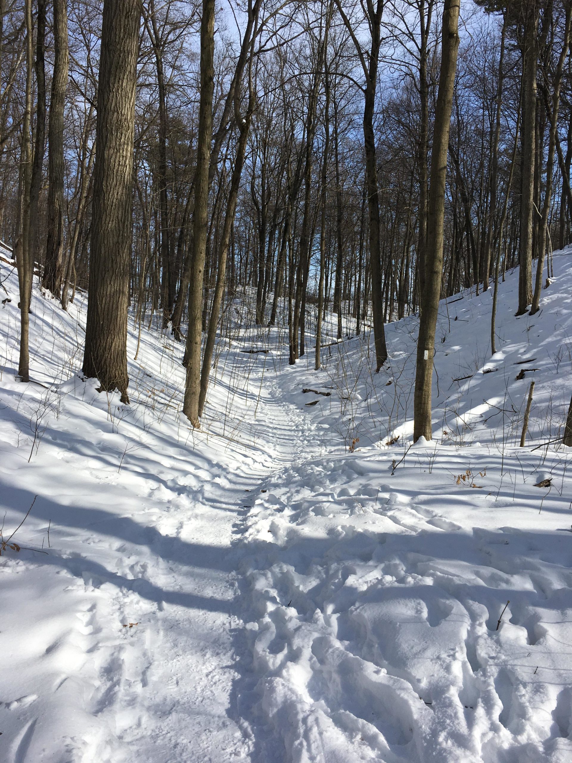 A snow-covered path lined with bare trees in a winter forest, featuring footprints in the snow leading through the tranquil landscape. The scene is bright, with blue sky visible above the treetops. Dryden Tract mountain bike trail.