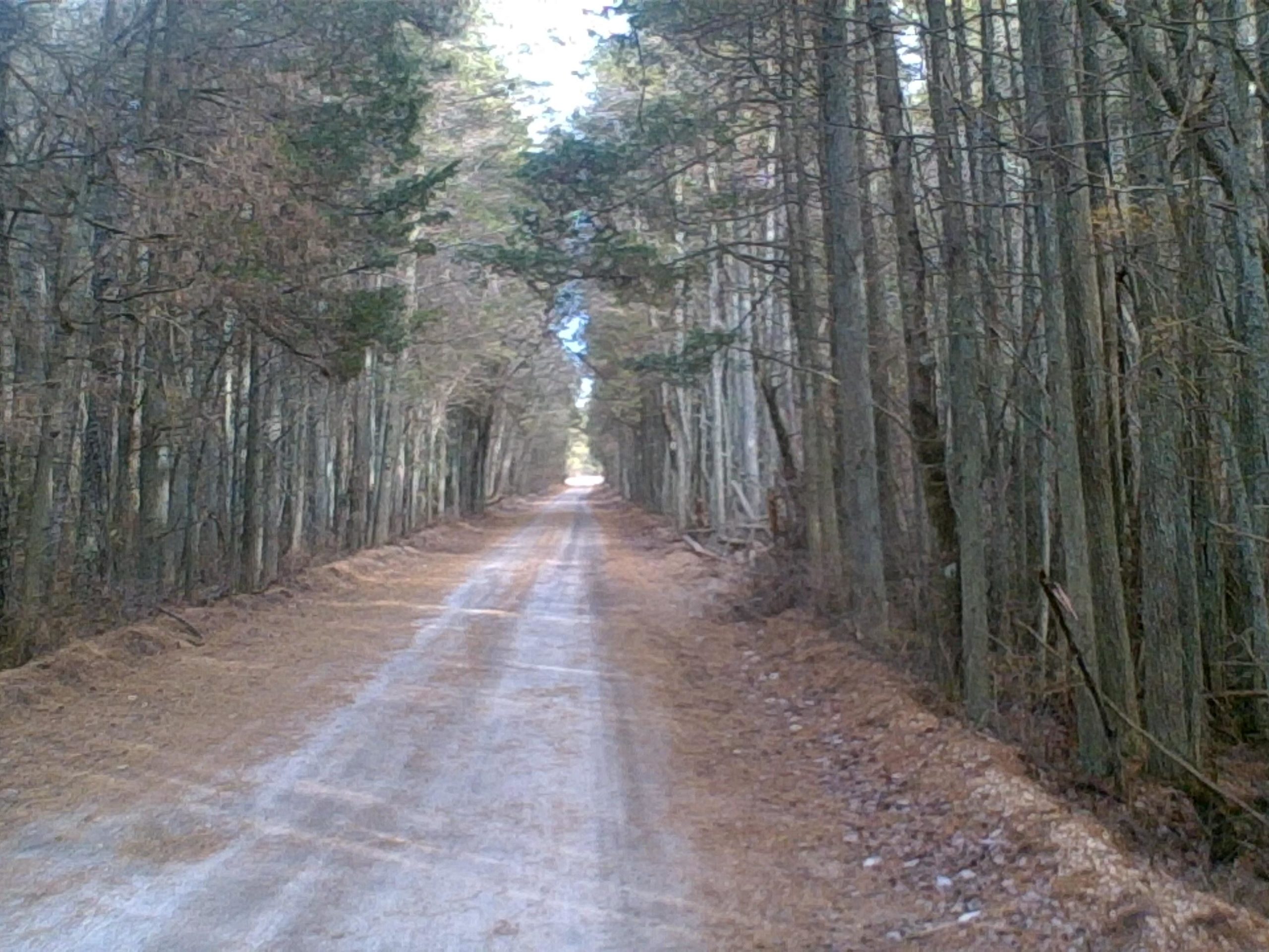 A dirt path stretches through a wooded area, flanked by tall trees on both sides. The ground is covered with a mix of dirt and fallen pine needles, and the light filters gently through the branches, creating a serene atmosphere. The path leads into the distance, inviting exploration. Brendan T. Byrne / Lebanon State Park mountain bike trail.