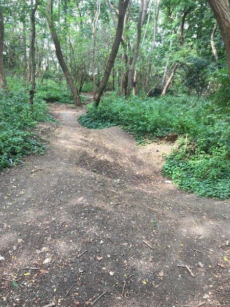 A dirt pathway in a wooded area, bordered by lush green foliage and trees. The trail forks, leading into different directions, with sunlight filtering through the leaves. Dendermonde Brug trail mountain bike trail.