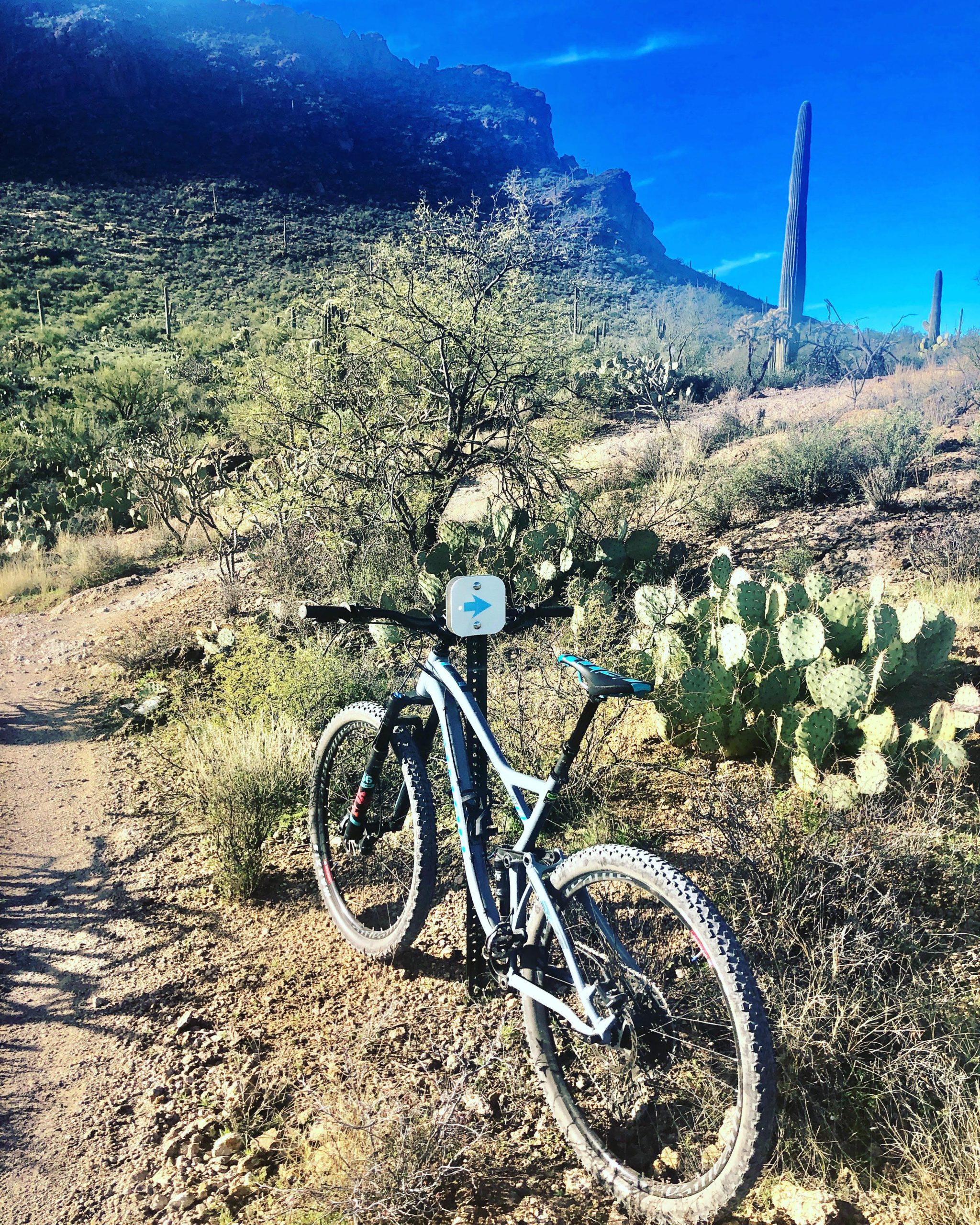 A mountain bike parked on a dirt path surrounded by desert vegetation, including cacti and shrubs, with rocky hills in the background under a clear blue sky. Tucson Mountain Park mountain bike trail.