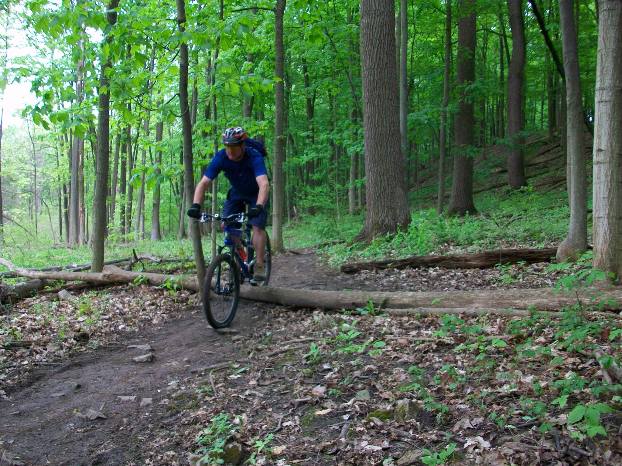 A mountain biker navigating a dirt trail in a lush green forest, surrounded by tall trees and underbrush. The cyclist is wearing a blue shirt and helmet, and their bike is in motion as they approach a fallen log on the path.