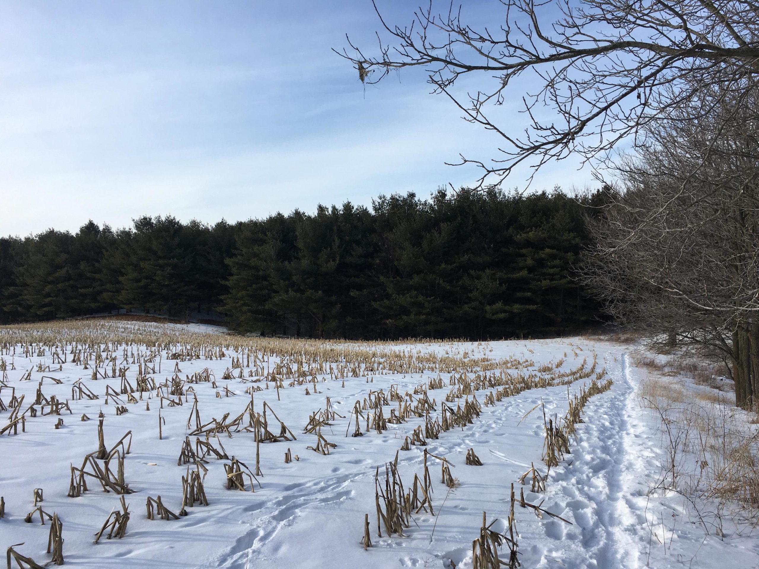 A winter landscape featuring a snowy field with remnants of corn stalks and a path winding through the snow. In the background, there is a dense line of evergreen trees, and the sky is partly cloudy. Dryden Tract mountain bike trail.