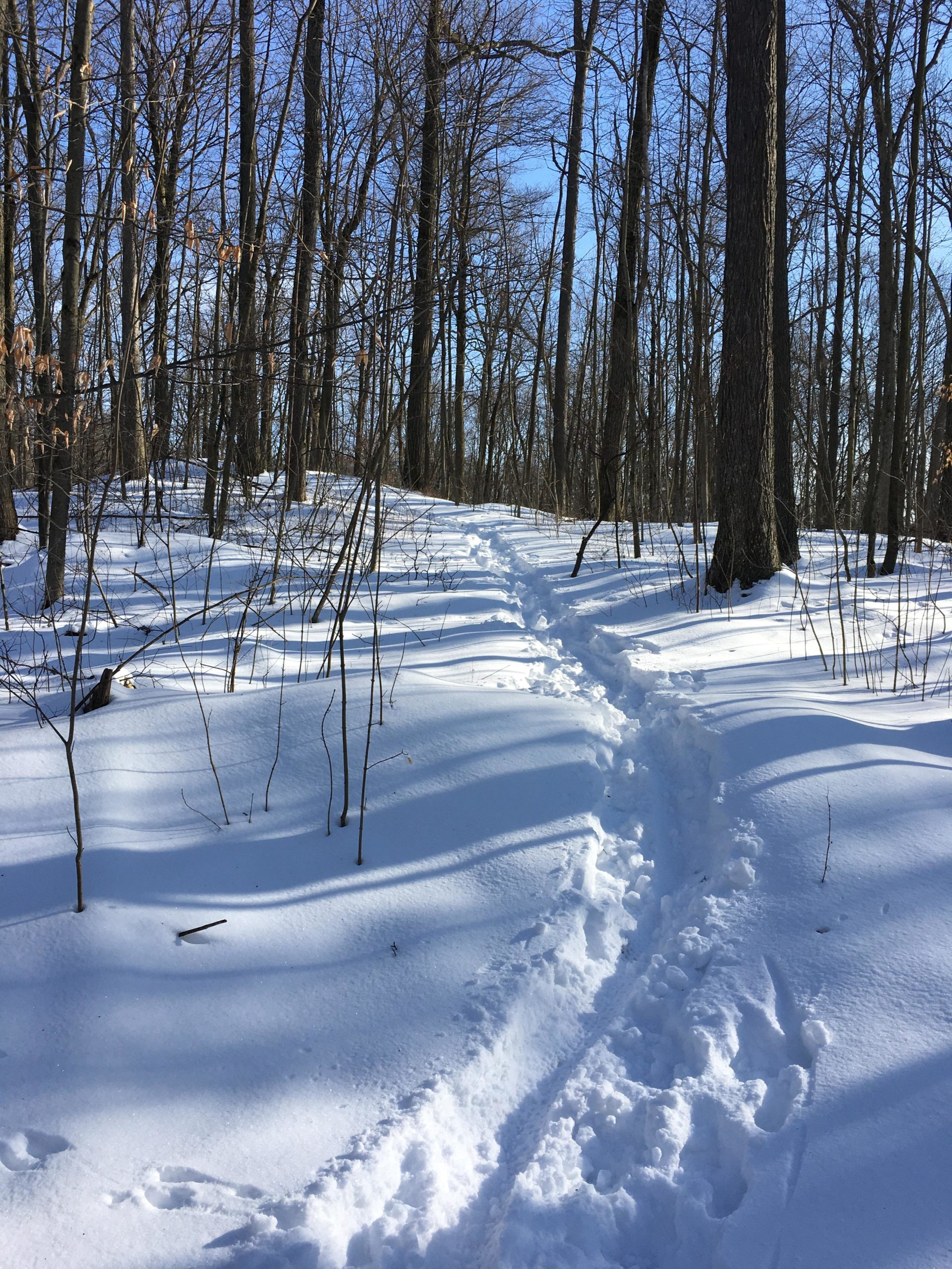 A snowy trail winding through a forest, lined with leafless trees under a clear blue sky. The snow is undisturbed except for a set of footprints leading off into the woods. Shadows from the trees create patterns on the snow surface. Dryden Tract mountain bike trail.