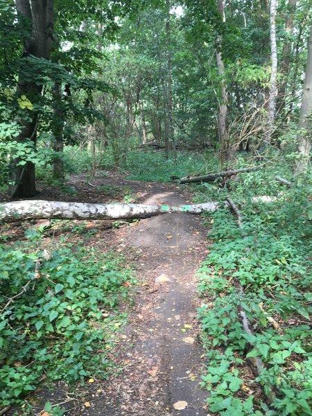 A narrow dirt path through a dense forest, obstructed by a fallen tree trunk. Surrounding vegetation includes various shrubs and small plants, with sunlight filtering through the trees above. Dendermonde Brug trail mountain bike trail.
