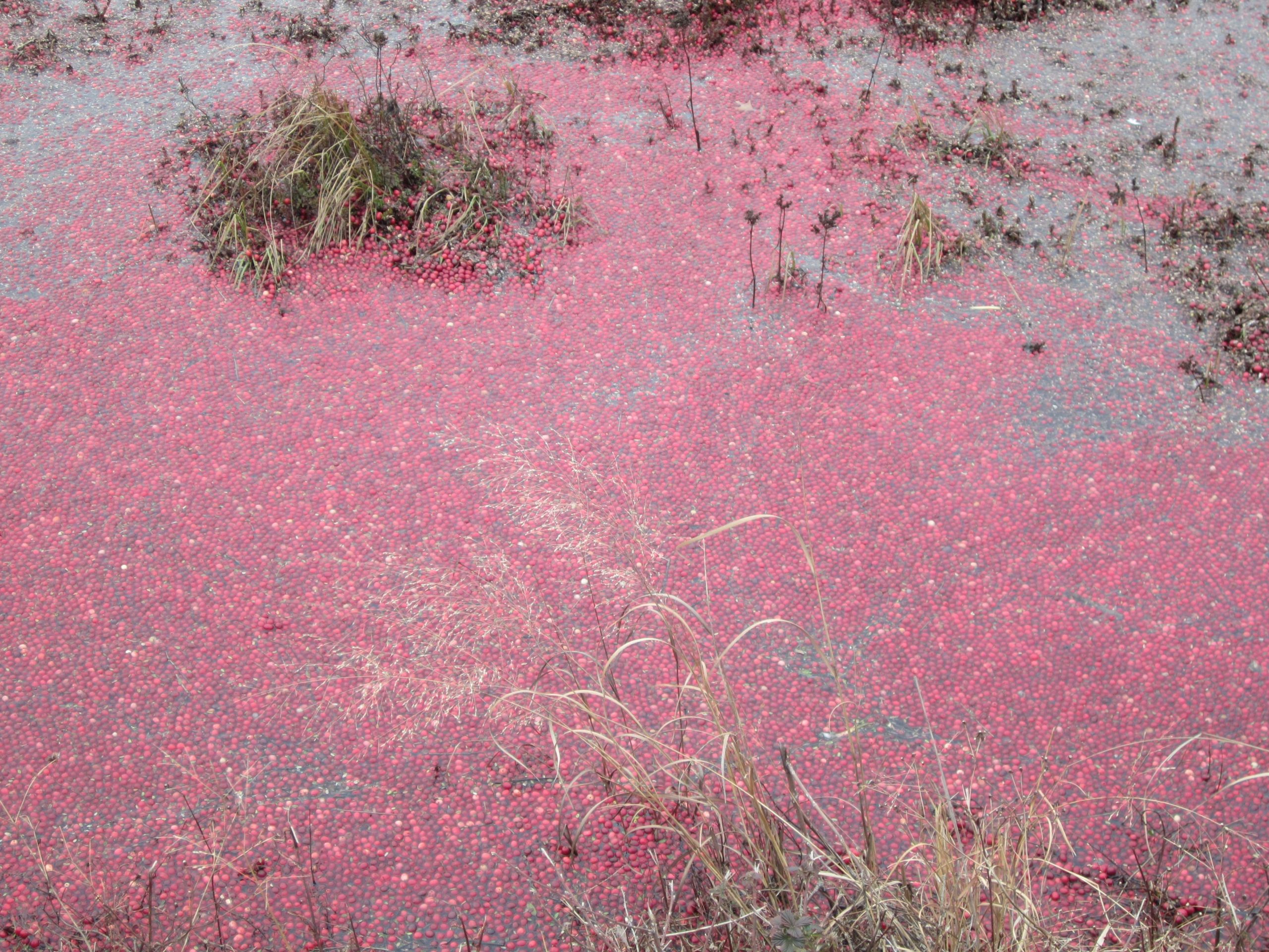 A close-up view of a wetland area covered with bright red cranberries, with patches of green grass and small plants visible among the fruit. The surface of the water reflects a mix of colors from the cranberries and the surrounding vegetation. Brendan T. Byrne / Lebanon State Park mountain bike trail.