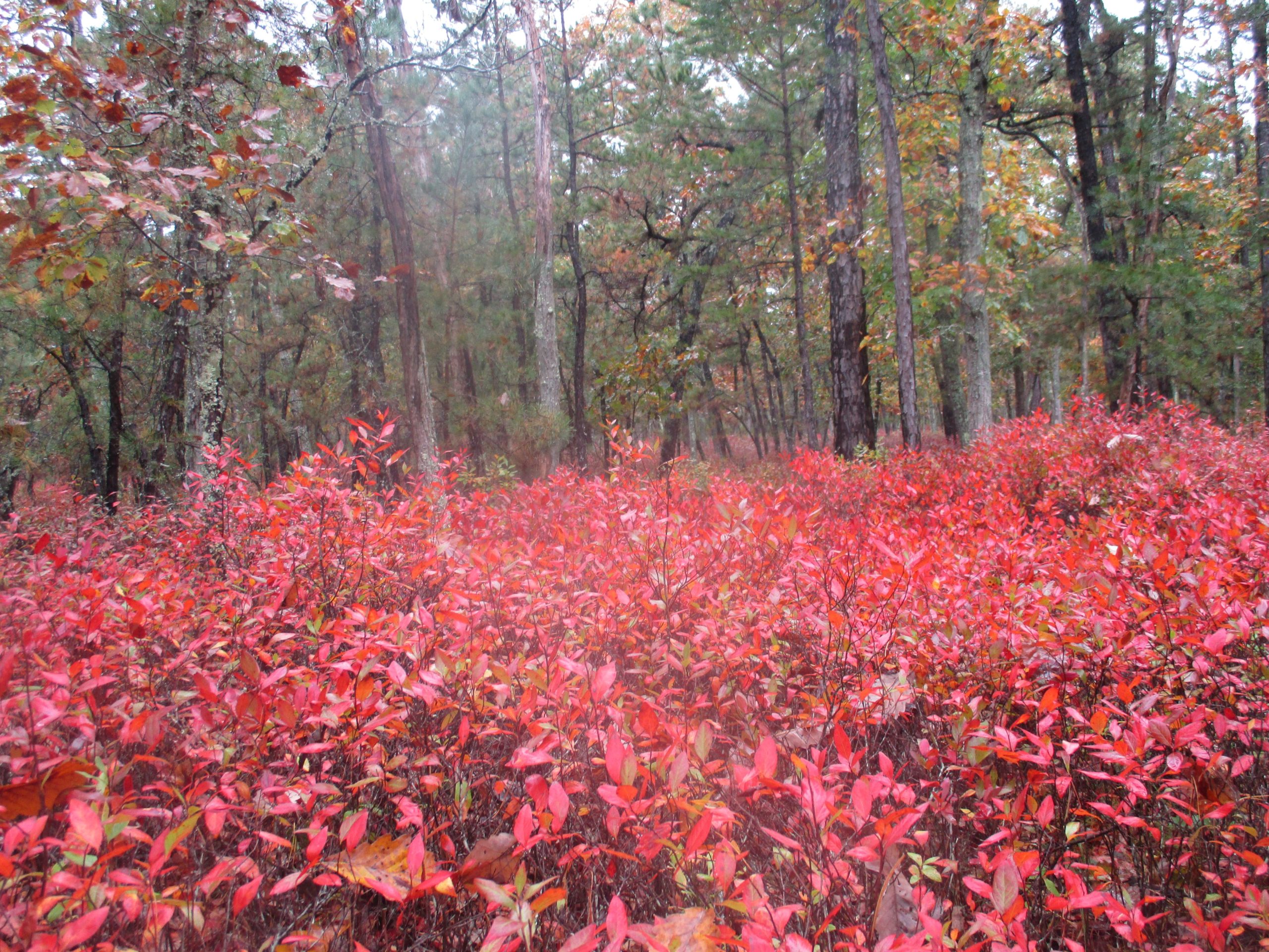 A forest scene featuring vibrant red foliage in the foreground, surrounded by trees with a mix of green and autumn-colored leaves, creating a picturesque autumn landscape. Brendan T. Byrne / Lebanon State Park mountain bike trail.