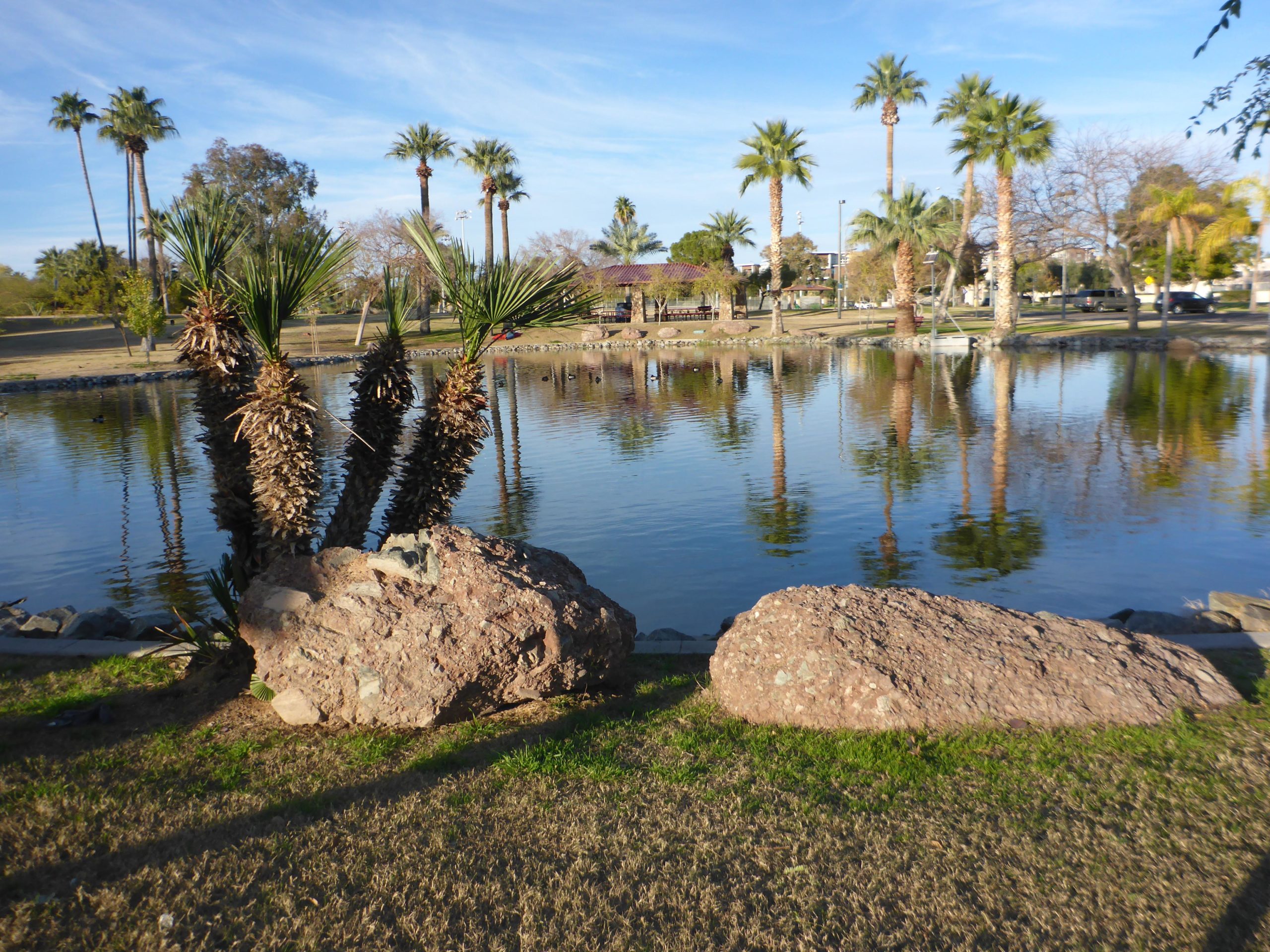 A serene park scene featuring a calm pond surrounded by lush greenery and palm trees. In the foreground, two large rocks sit on green grass, with several tall palm plants nearby. The water reflects the blue sky and palm trees, creating a tranquil atmosphere. Papago Park Area mountain bike trail.