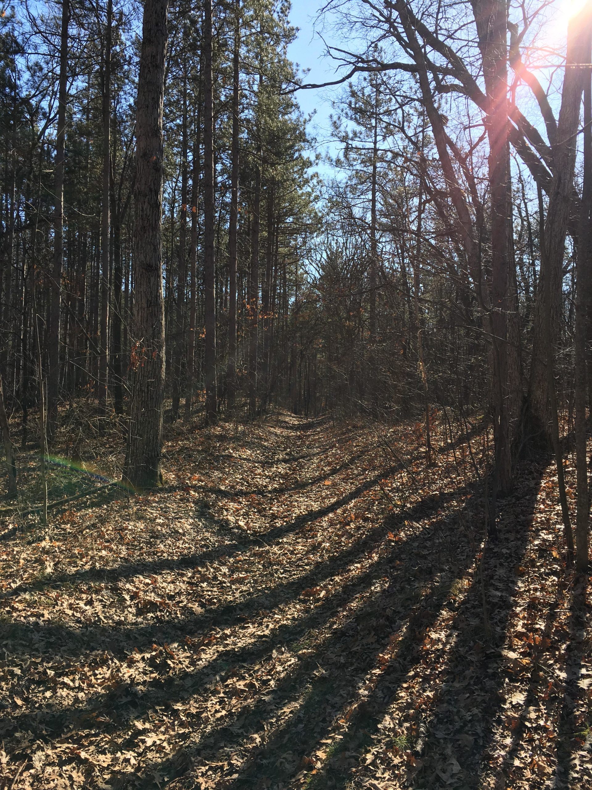 A sunlit forest path with tall trees casting long shadows over a carpet of dry leaves on the ground. The clear blue sky is visible above the treetops, and the sunlight creates a warm, inviting atmosphere. Lambton County Heritage Forest mountain bike trail.