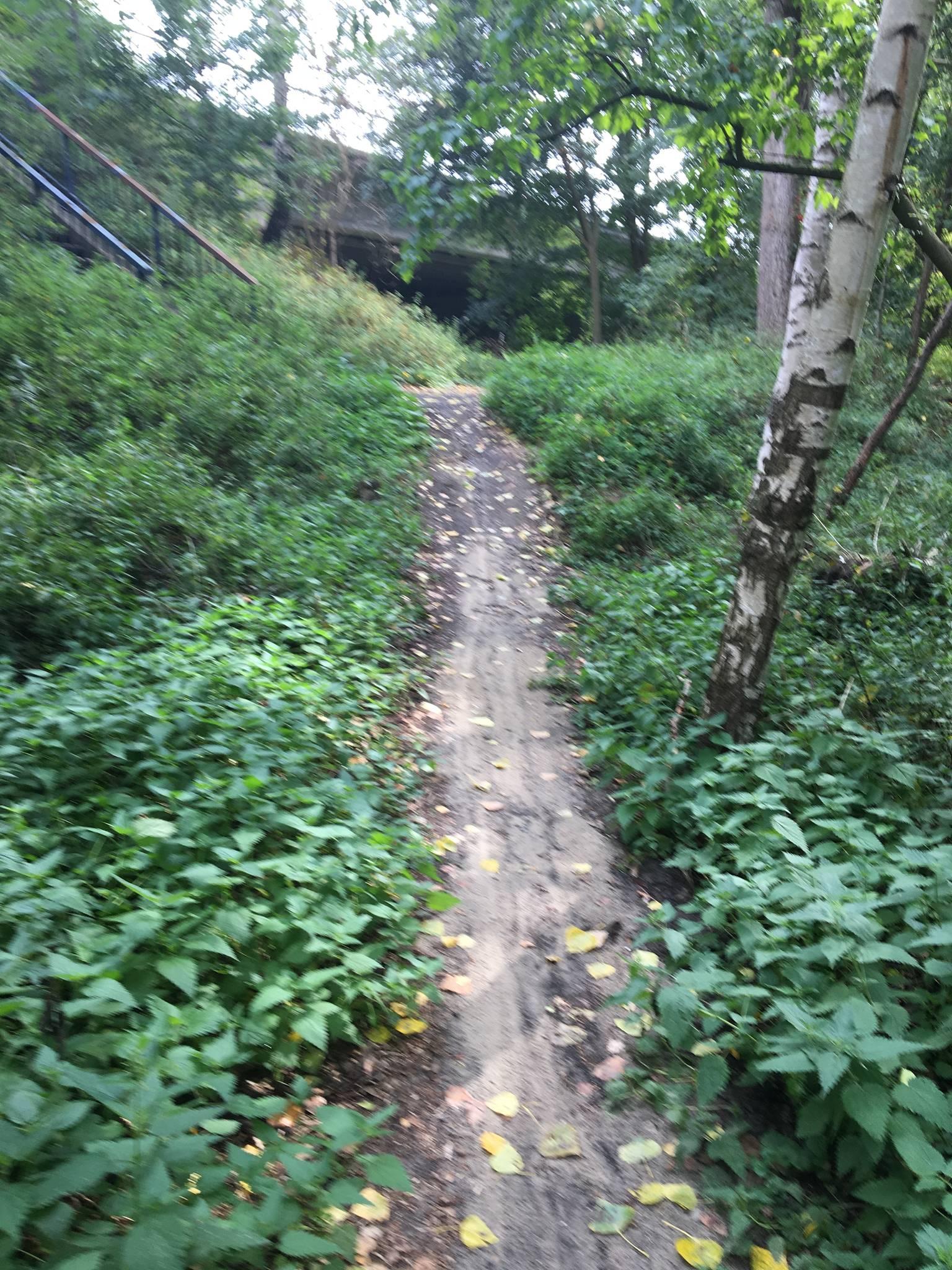 A narrow dirt path winding through a lush green area, bordered by dense foliage and scattered yellow leaves. Trees provide shade, and a set of steps is visible in the background. Dendermonde Brug trail mountain bike trail.