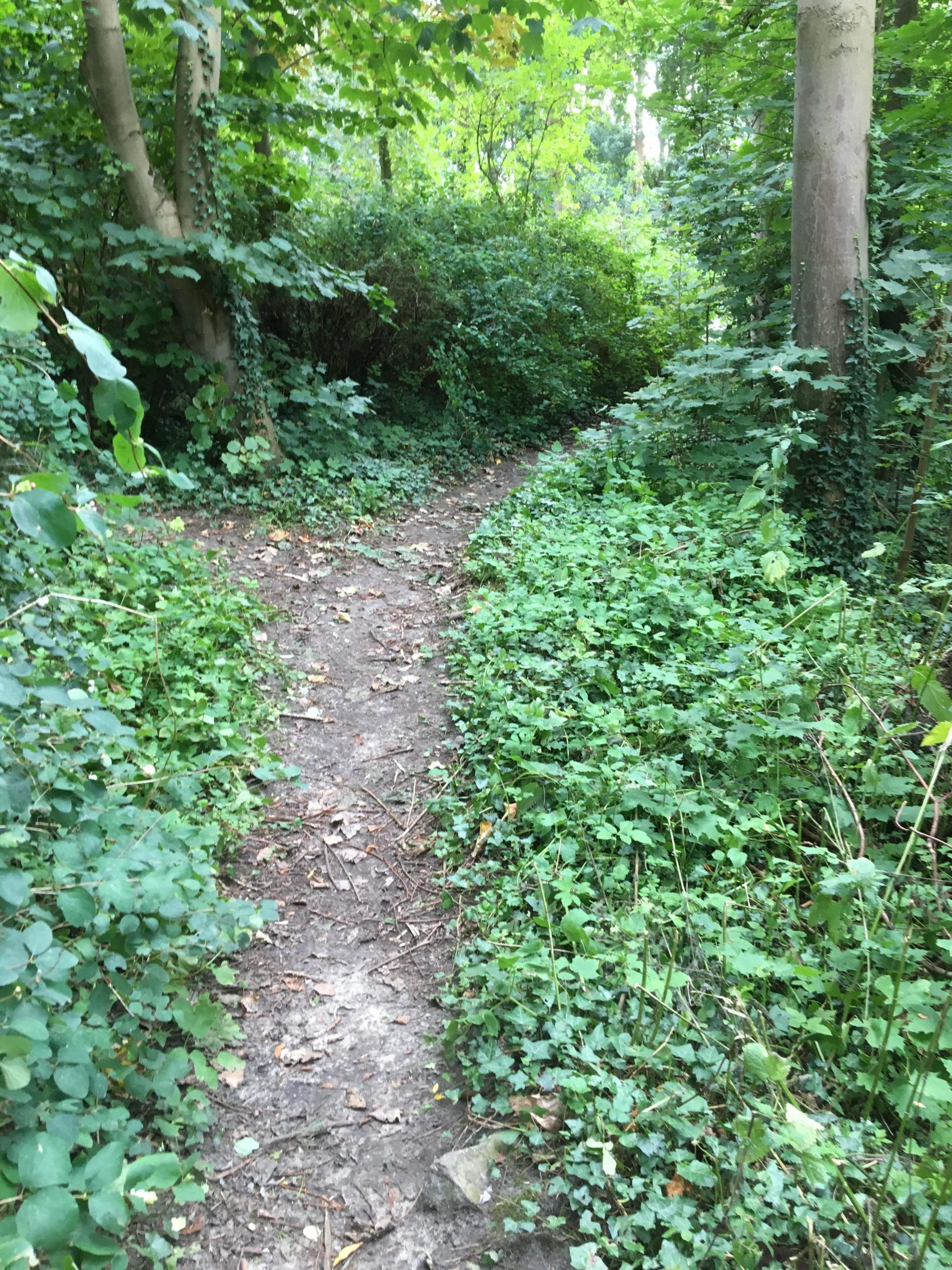A narrow, winding dirt path surrounded by lush green foliage and trees, inviting exploration through a wooded area. Mont Henri single tracks mountain bike trail.