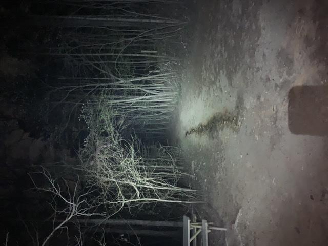 A dimly lit forest path at night surrounded by tall, bare trees. The ground is visible, showing a dirt surface with some scattered leaves. A faint light illuminates part of the path ahead, creating a mysterious atmosphere. Blankets Creek mountain bike trail.