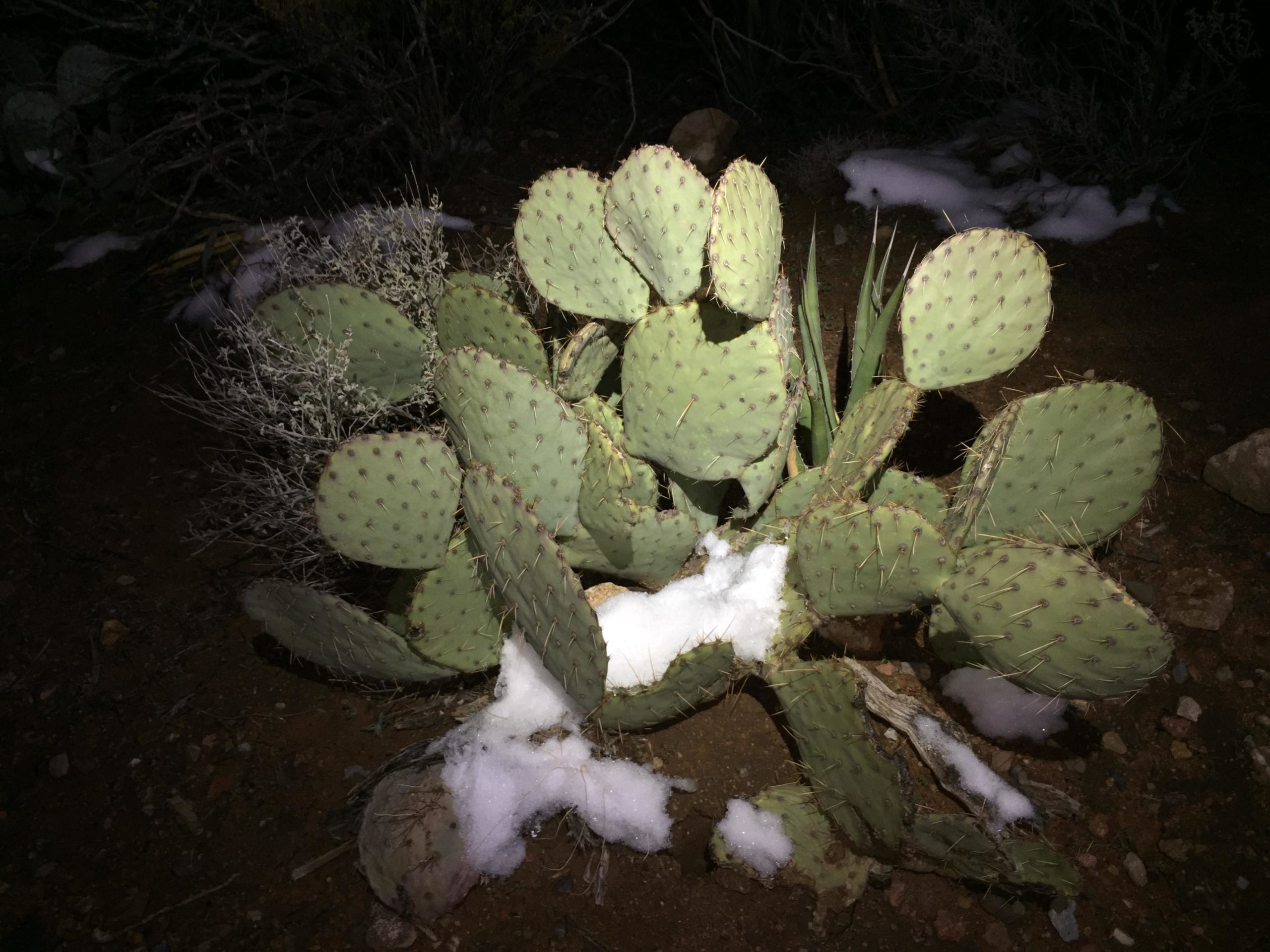 A prickly pear cactus with flat, oval pads, surrounded by a few patches of snow, set against a dark, shadowy background. Franklin Mountain State Park mountain bike trail.