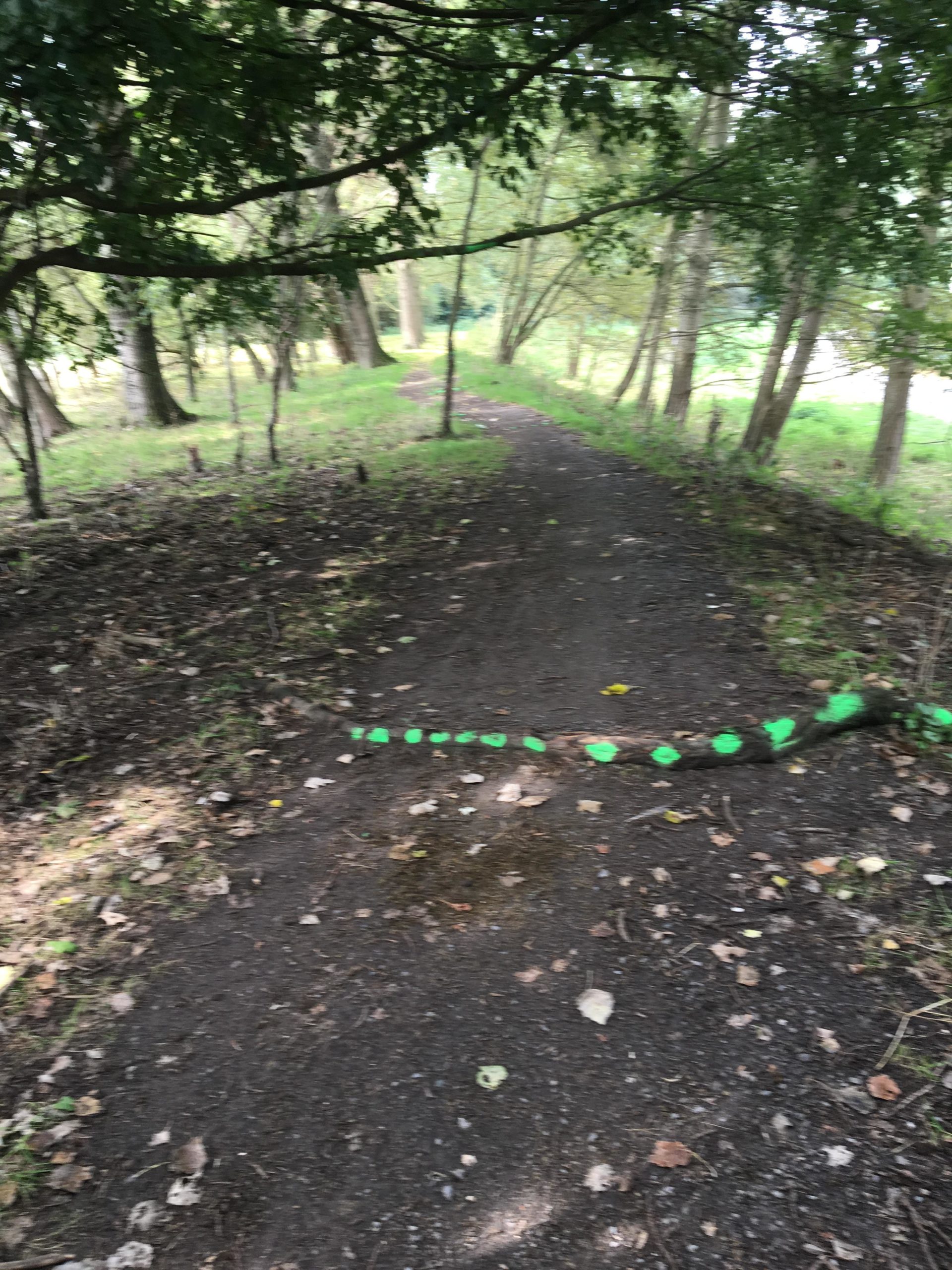 A dirt path winding through a wooded area, with green spots marking a fallen branch on the ground. Surrounding trees are partially shaded, and fallen leaves are scattered along the path. Dendermonde Brug trail mountain bike trail.