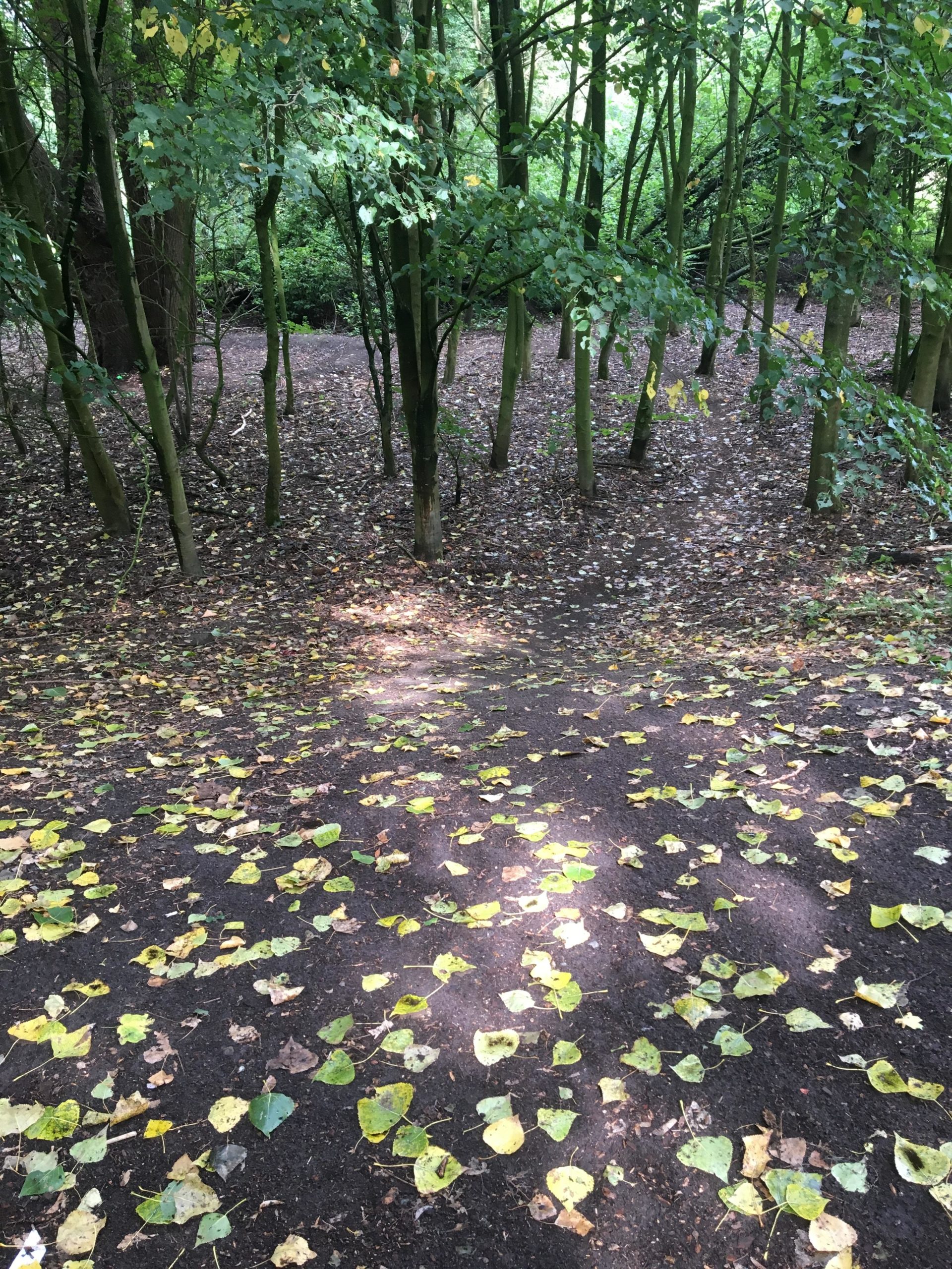 A serene forest path covered with scattered yellow and green leaves, surrounded by tall trees. The dappled sunlight filters through the foliage, illuminating the ground and creating a peaceful, natural setting. Dendermonde Brug trail mountain bike trail.