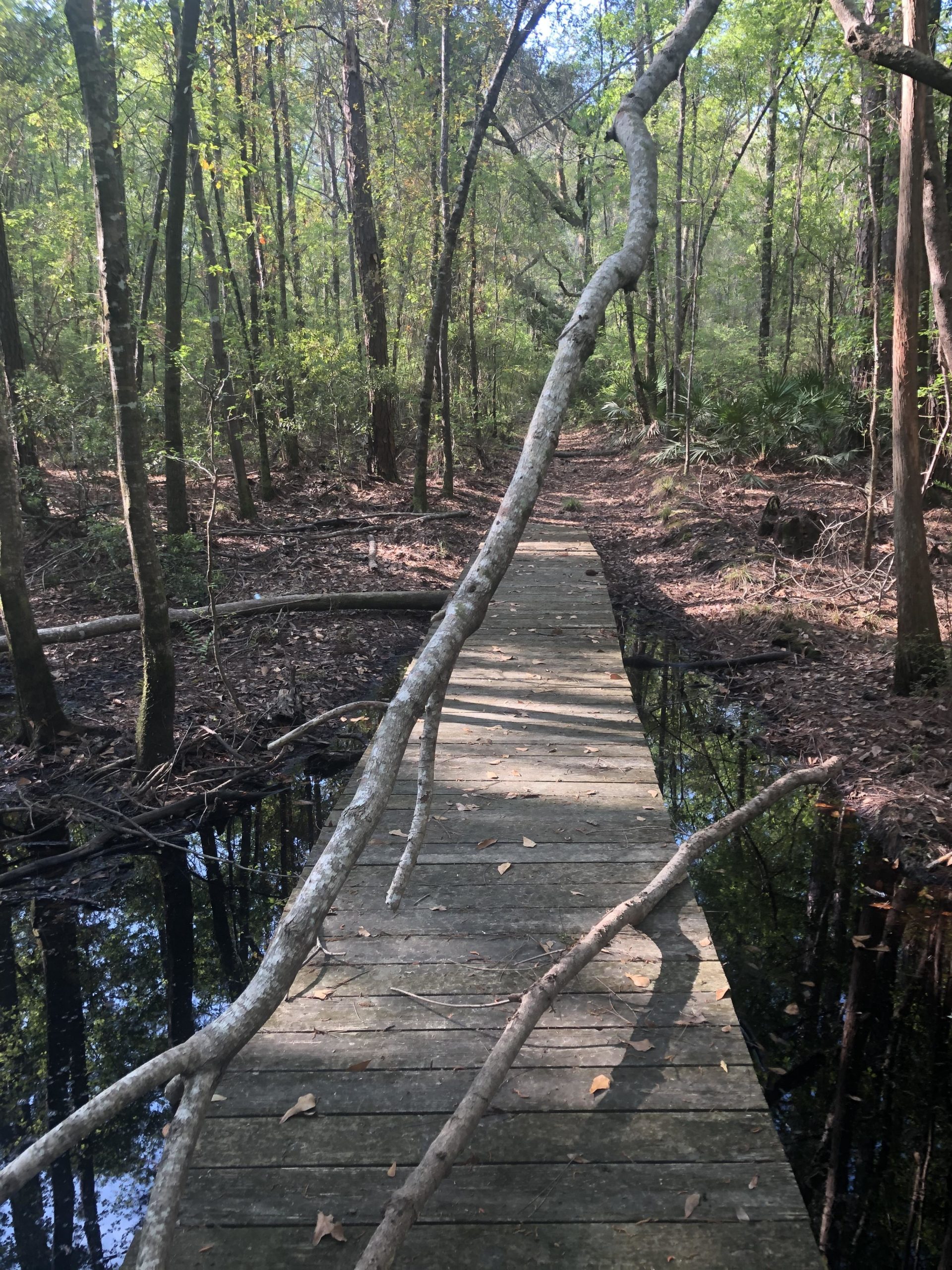 A narrow wooden boardwalk winding through a forested area, with sunlight filtering through the trees. A fallen branch stretches across the path, above a dark water reflection on one side. The scene is lush with greenery, featuring various trees and underbrush. Langdale Park Trail System mountain bike trail.