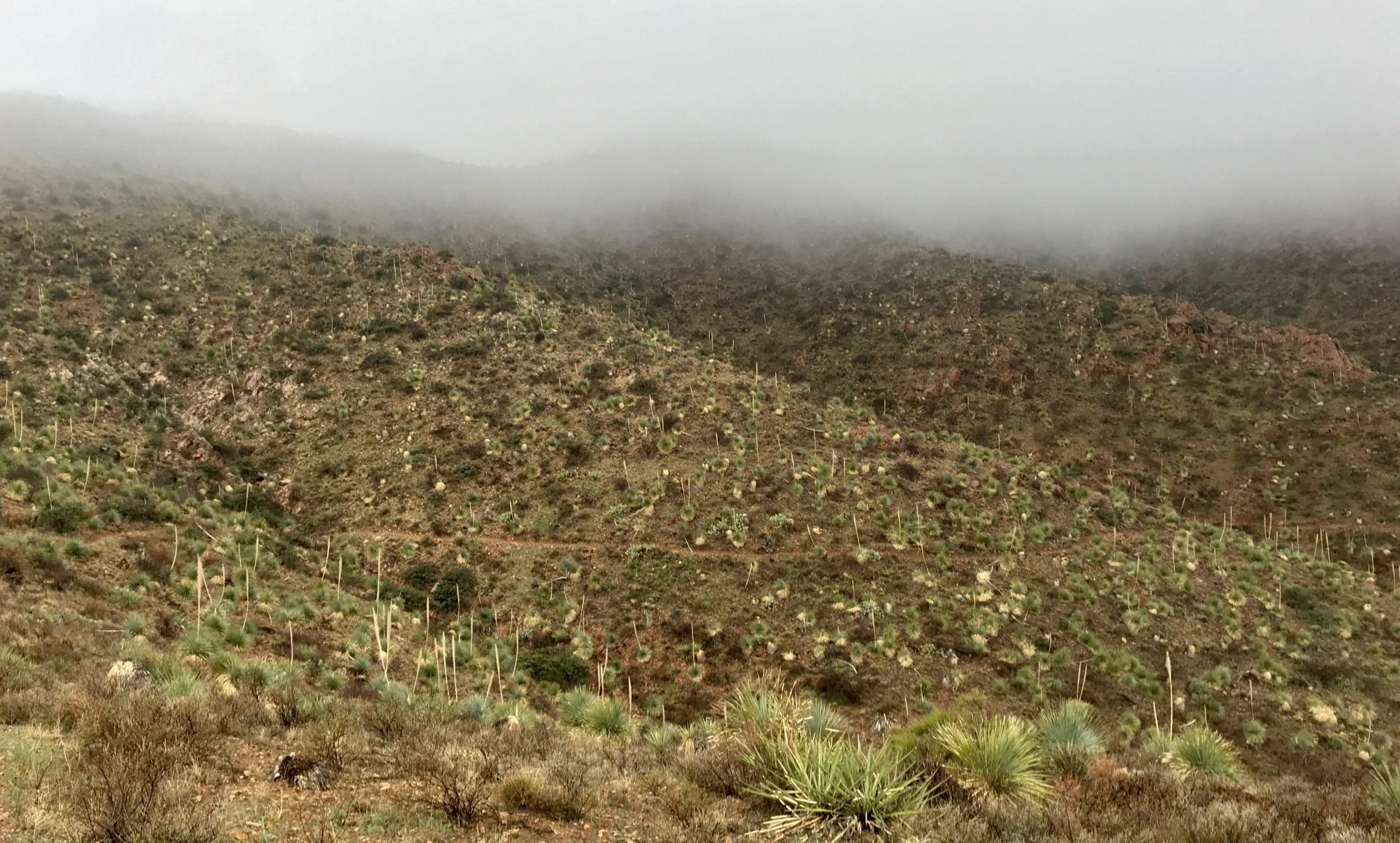 A misty desert landscape featuring rolling hills covered in sparse vegetation, with cactus-like plants dotting the terrain. The scene is shrouded in fog, obscuring the peaks in the background and creating a serene, muted atmosphere. Franklin Mountain State Park mountain bike trail.