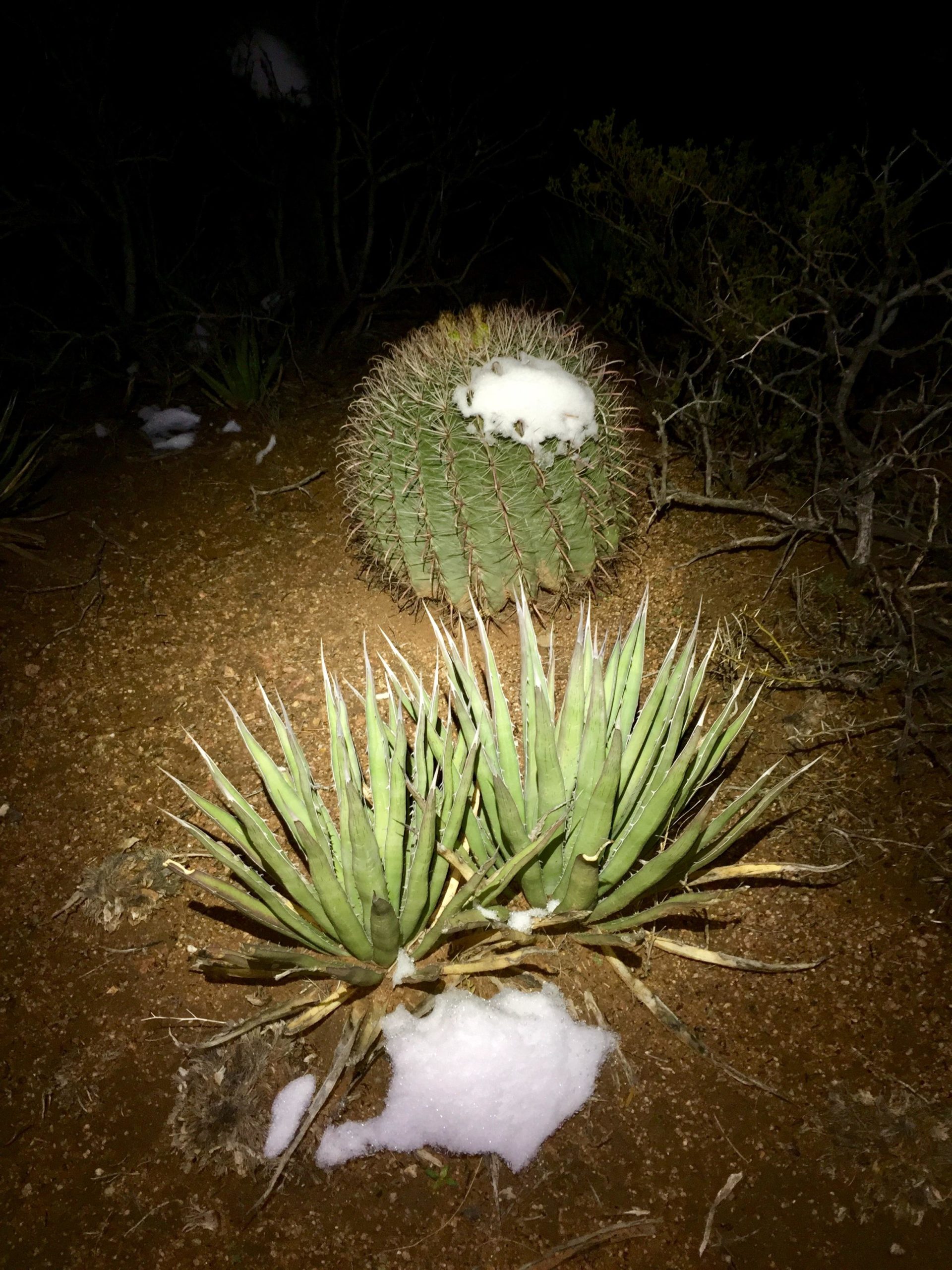 A nighttime scene featuring a round cactus covered in a dusting of snow, surrounded by several long, spiky green plants. The ground is sandy, and there are patches of snow scattered around, contrasting with the dark background of the surrounding vegetation. Franklin Mountain State Park mountain bike trail.