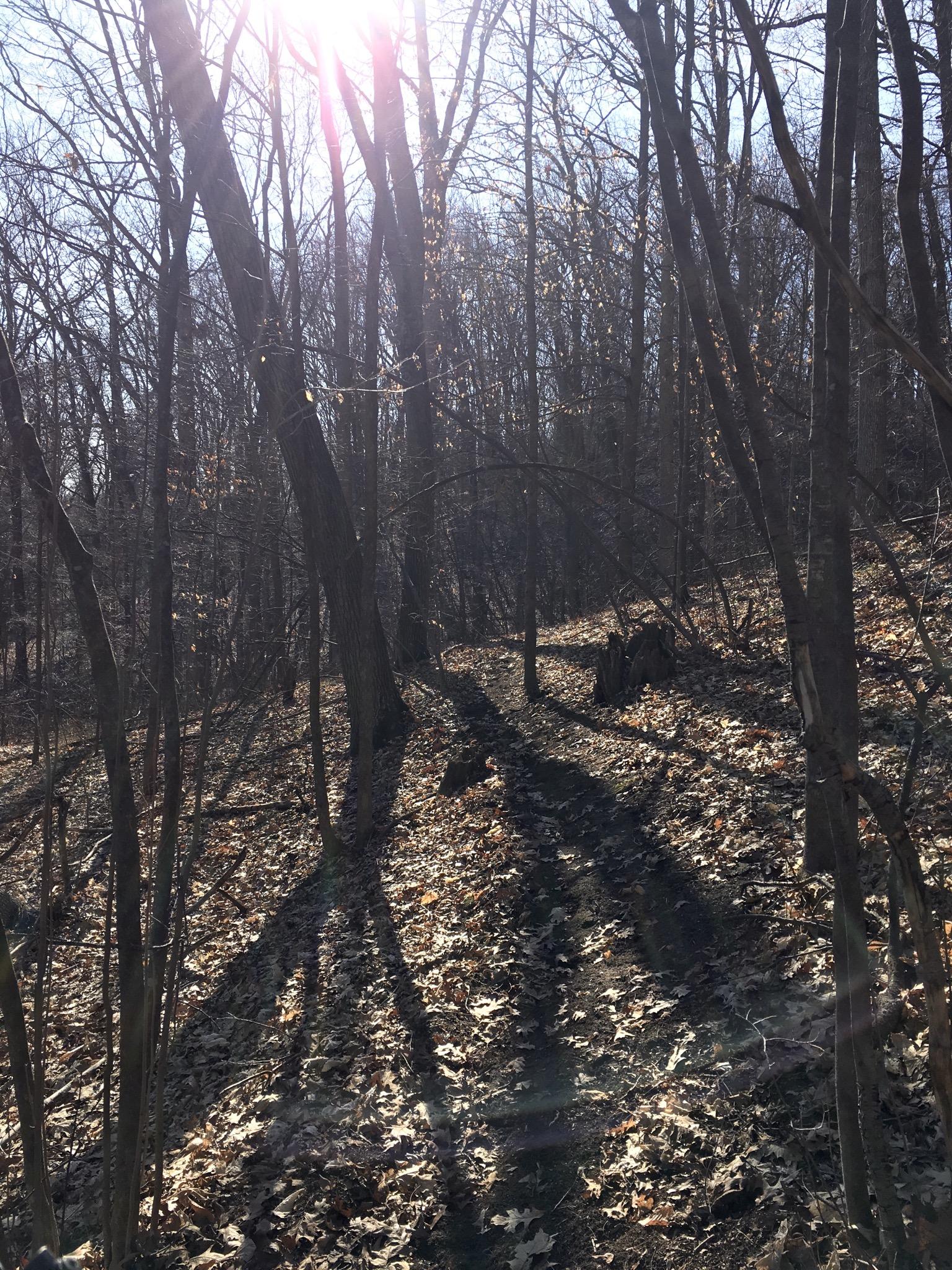 A path winding through a leaf-strewn forest, with tall, bare trees casting long shadows on the ground. The sun shines brightly in the background, illuminating the scene. Lambton County Heritage Forest mountain bike trail.
