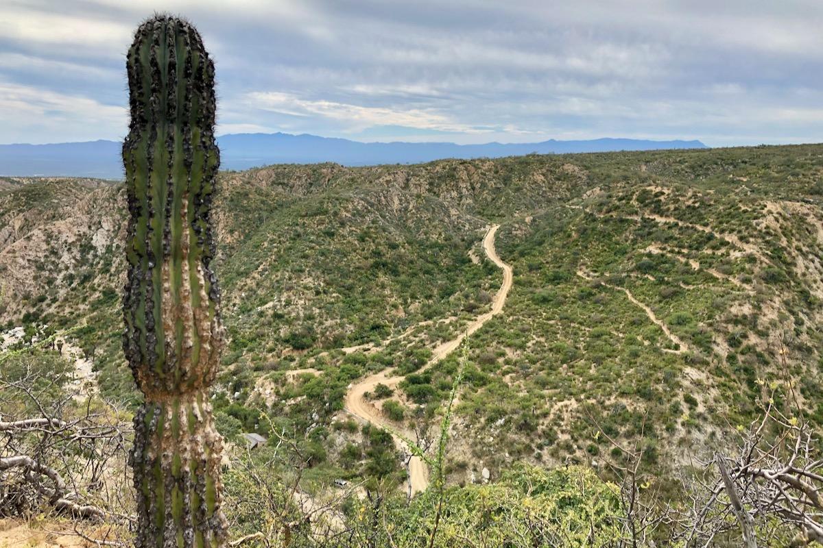 A tall cactus stands prominently in the foreground, overlooking a winding dirt road that navigates through rolling hills covered in greenery. In the background, a subtle range of mountains is visible under a cloudy sky. Rancho Cacachilas mountain bike trail.
