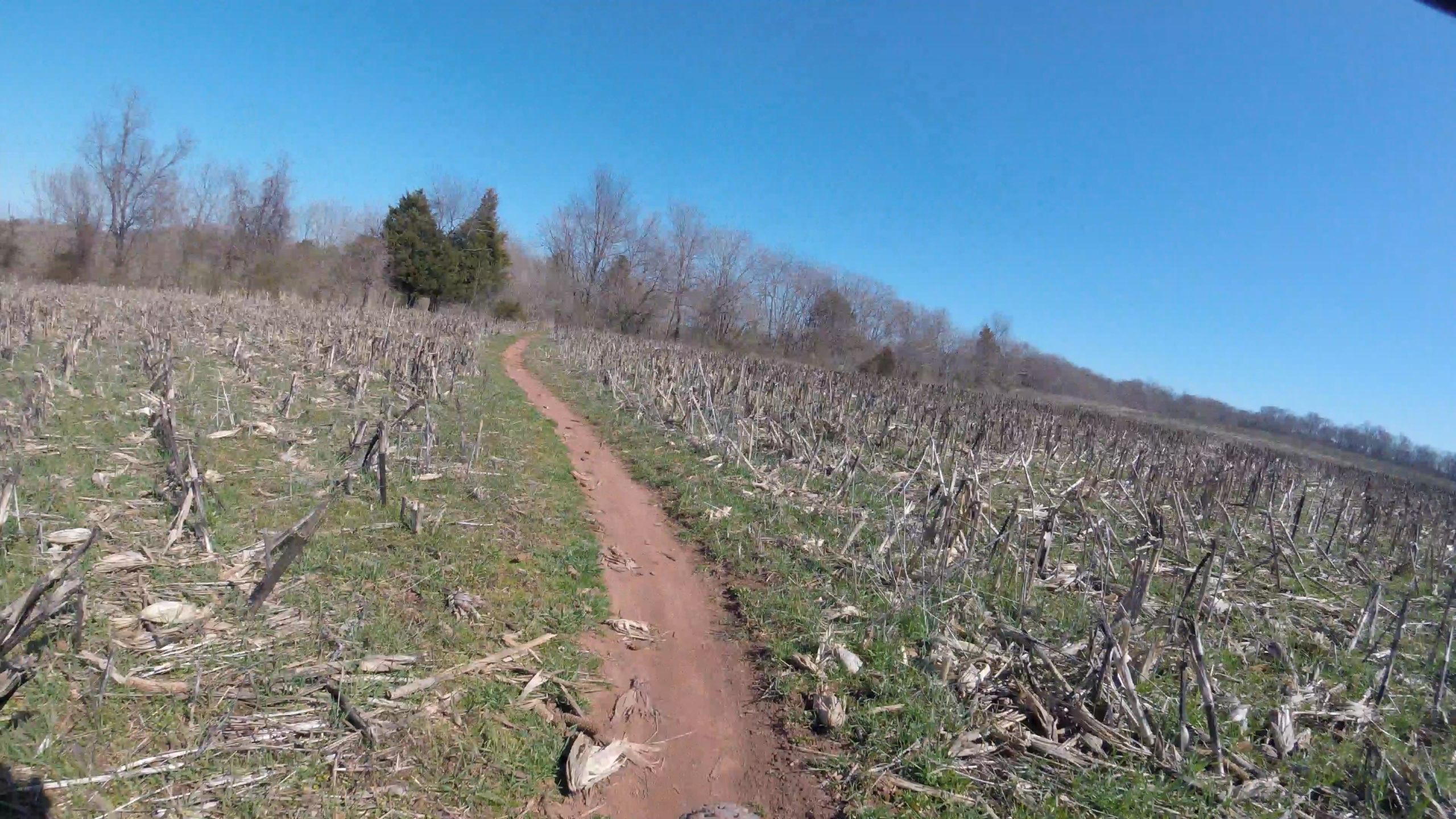 A dirt path meanders through a field with remnants of harvested crops, under a clear blue sky. Sparse trees are visible in the background, and green grass and dried stalks cover the ground. Schaeffer Farms mountain bike trail.