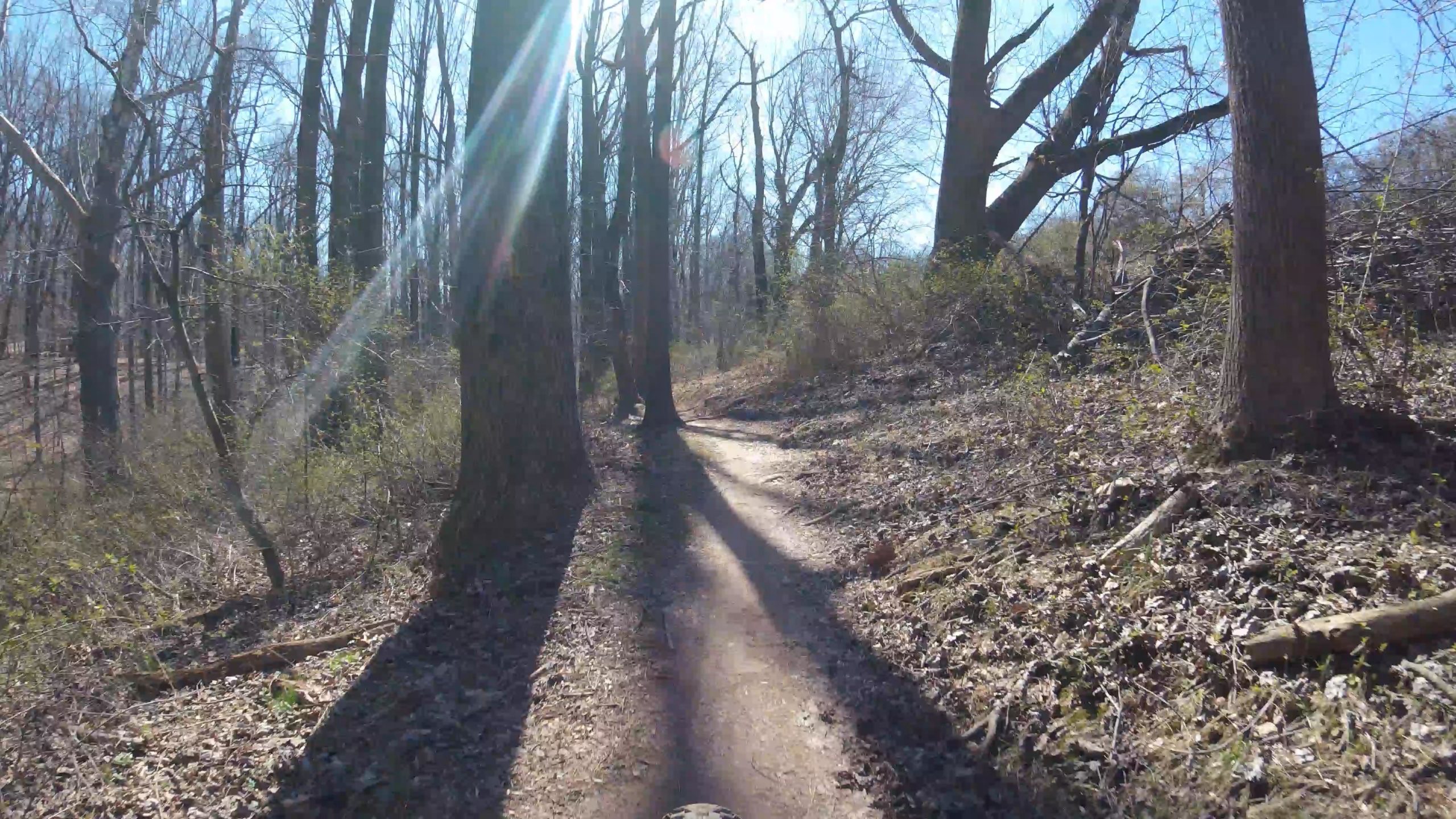 A sunlit dirt path winding through a forest, surrounded by tall bare trees and patches of greenery on the ground. Sunlight creates lens flares as it shines through the branches, casting elongated shadows on the path. Schaeffer Farms mountain bike trail.