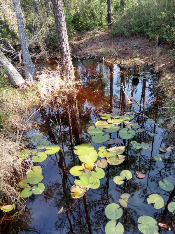 A tranquil scene of a wetland with dark water reflecting nearby trees. Floating lily pads are scattered across the surface, surrounded by tufts of grass and foliage. The setting conveys a peaceful natural environment. Longleaf Pine Greenway Trail mountain bike trail.