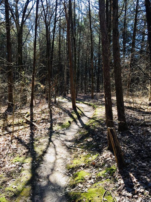 A winding dirt path surrounded by tall trees in a wooded area, with sunlight filtering through the branches. The path is partially covered with moss and fallen leaves, creating a natural and tranquil atmosphere. Cannon trail mountain bike trail.