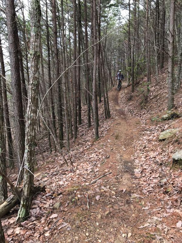 A mountain biker navigating a narrow dirt trail through a dense forest of tall trees, with scattered leaves and rocky terrain along the path. Windy Shot mountain bike trail.