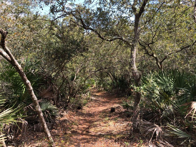 A narrow dirt path winding through a dense, green forest with various trees and plants on either side, including palm-like vegetation. The sunlight filters through the leaves, creating a serene and natural atmosphere. Moses Creek mountain bike trail.