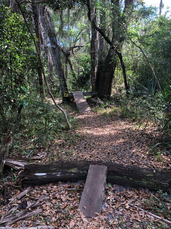 A narrow dirt path winding through a dense forest, with fallen leaves covering the ground. In the distance, a small wooden bridge crosses a shallow area, surrounded by tall trees and lush greenery. The scene is brightened by natural light filtering through the foliage above. Moses Creek mountain bike trail.