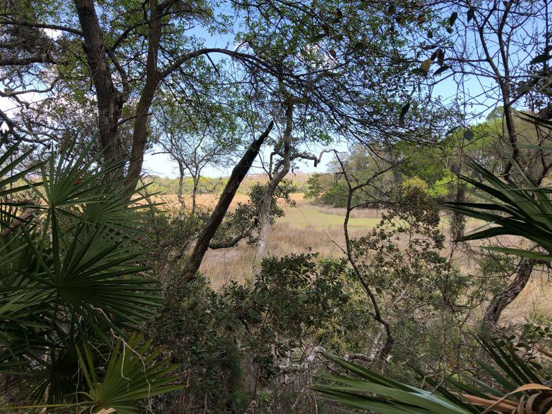 A view of a grassy field framed by trees and dense foliage, with clear blue skies in the background. The landscape features a mix of shrubs and palm leaves in the foreground, leading to an open area that appears to be part of a natural habitat. Moses Creek mountain bike trail.