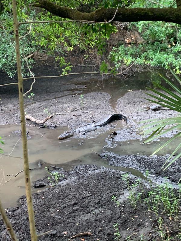A large alligator resting in shallow water surrounded by muddy banks and lush greenery in a natural habitat. Fort Pierce Mountain Bike Trail mountain bike trail.